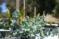 Eucalyptus albida plant with silvery-blue rounded leaves in a black nursery pot outdoors