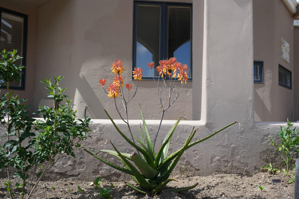 Aloe camperi succulent with orange-yellow flower clusters growing in a garden near a house window