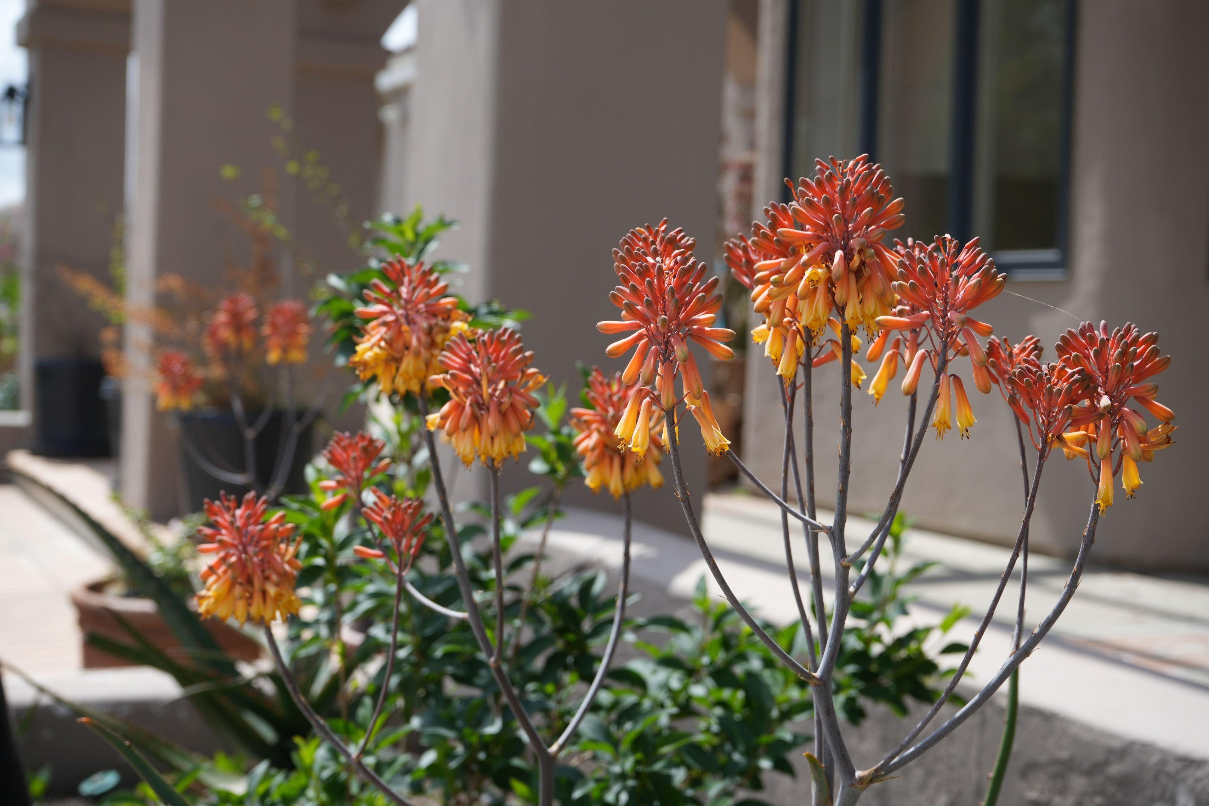 Aloe camperi with orange and yellow flower clusters growing outdoors in sunlight