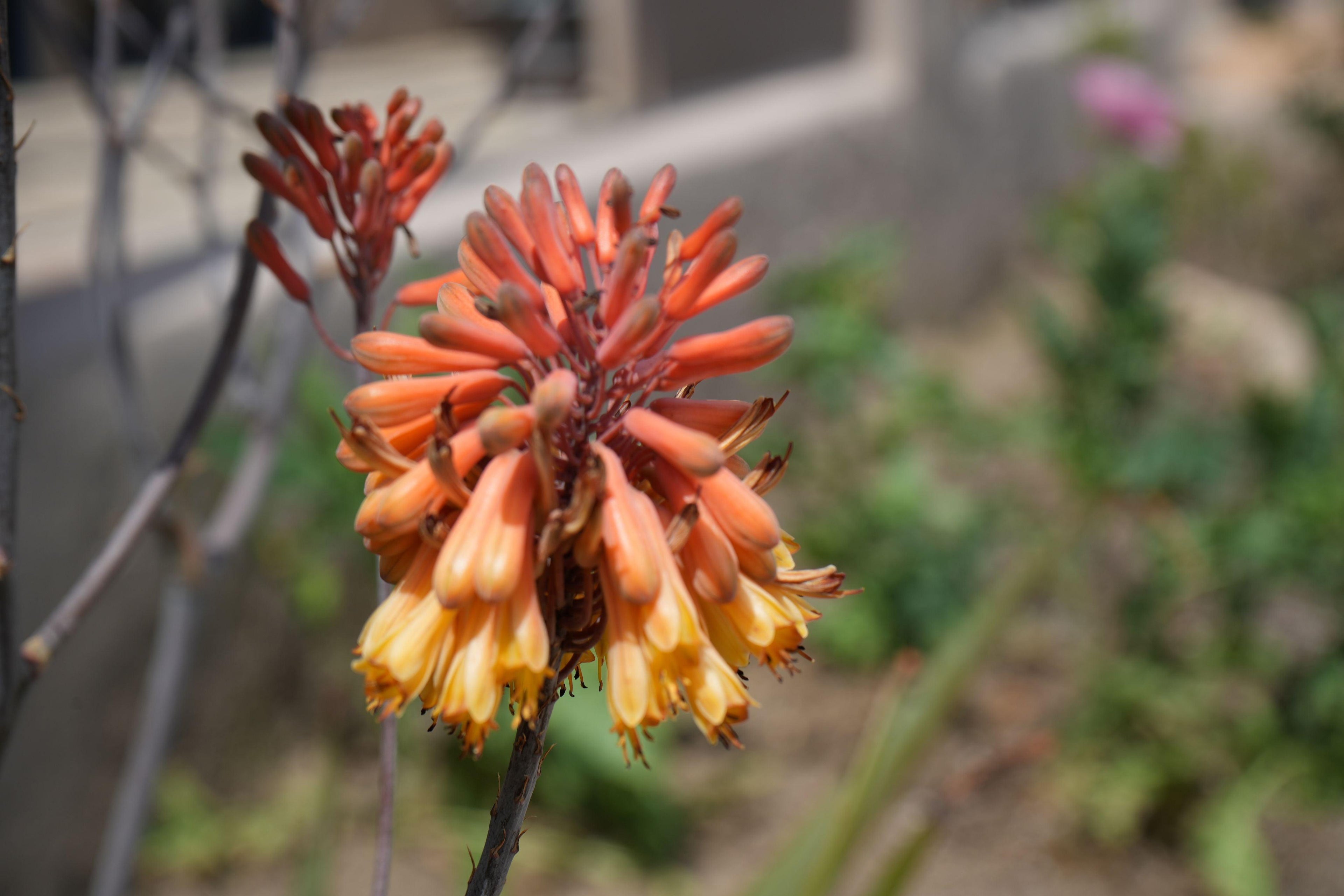 Aloe camperi with orange and yellow tubular flowers blooming outdoors
