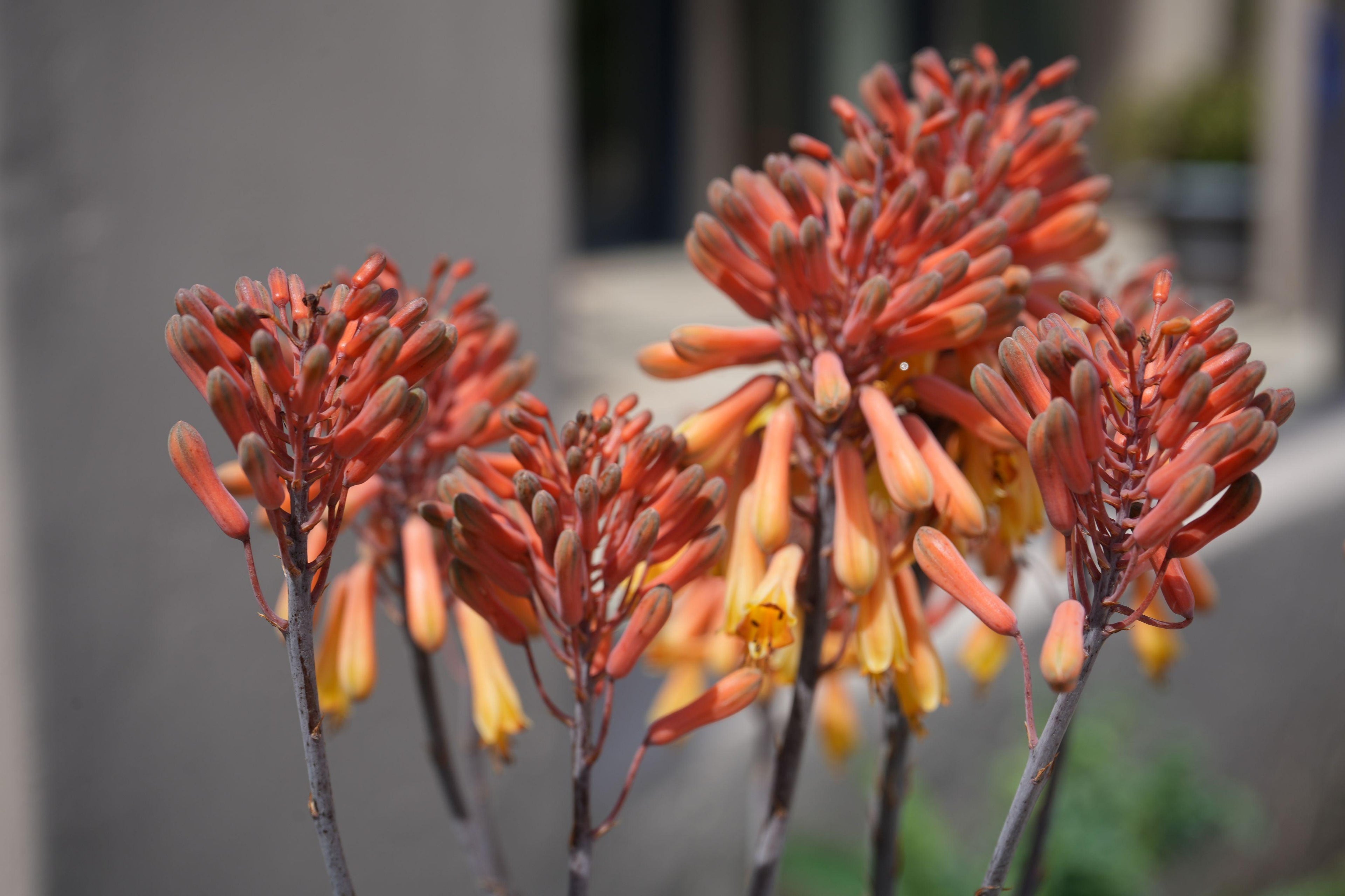 Aloe camperi plant with vibrant orange-yellow tubular flowers outdoors