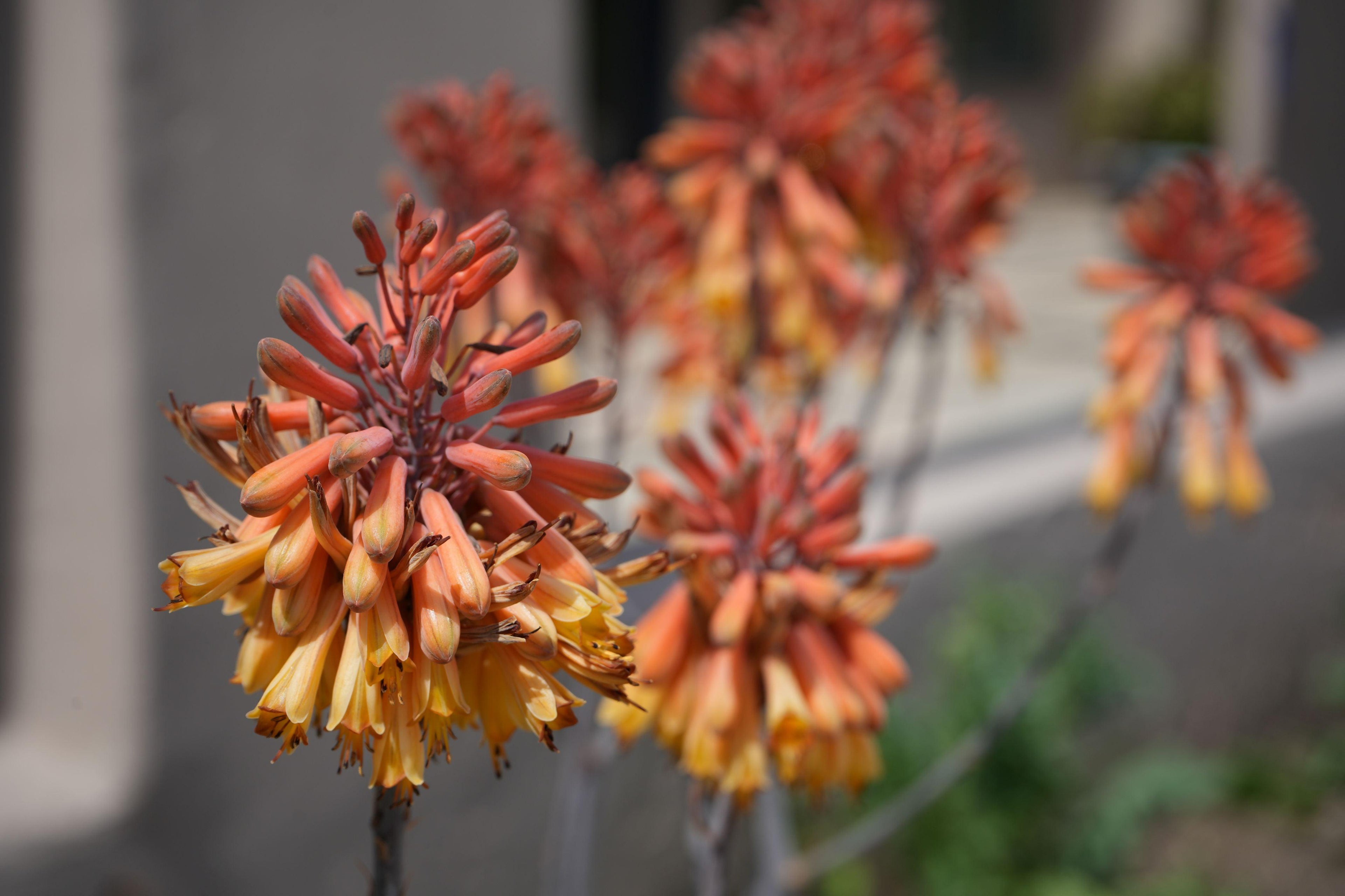 Aloe camperi with clustered orange and yellow tubular flowers outdoors