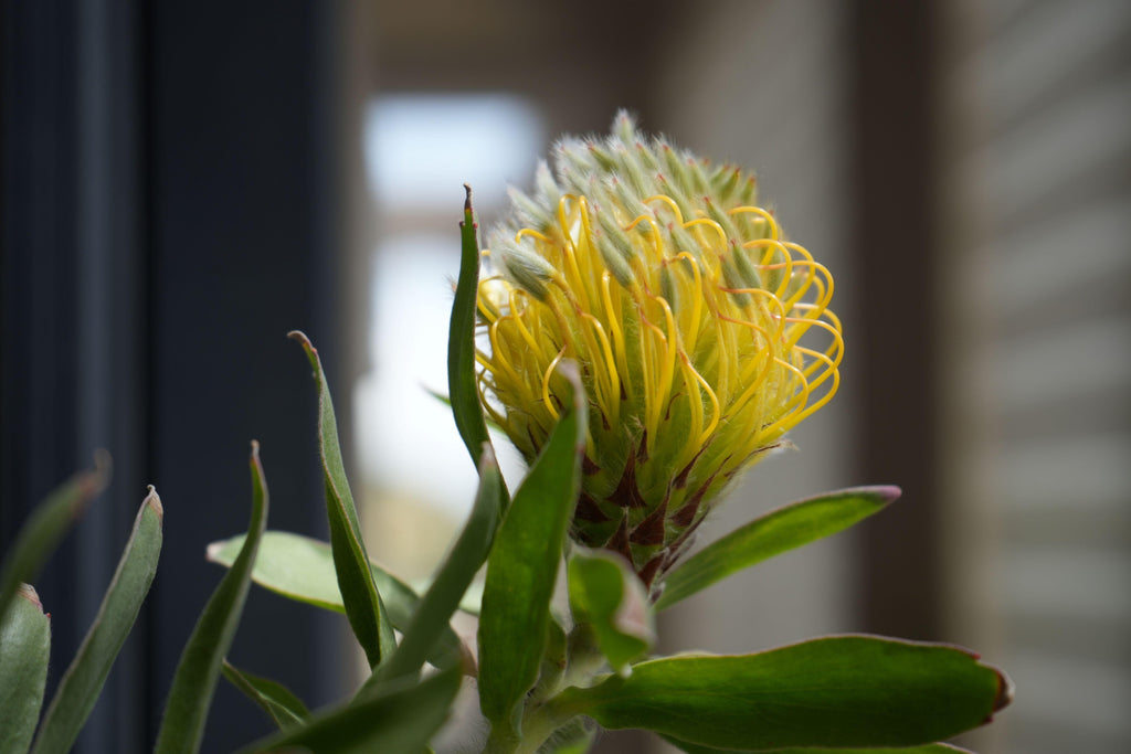 Close-up of Leucospermum gueinzii, a yellow pincushion protea flower with green leaves.