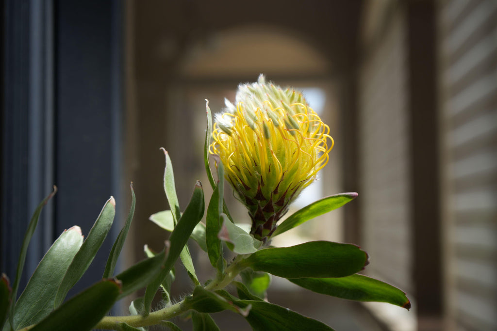 Close-up of yellow Leucospermum flower bud with green leaves in natural light.