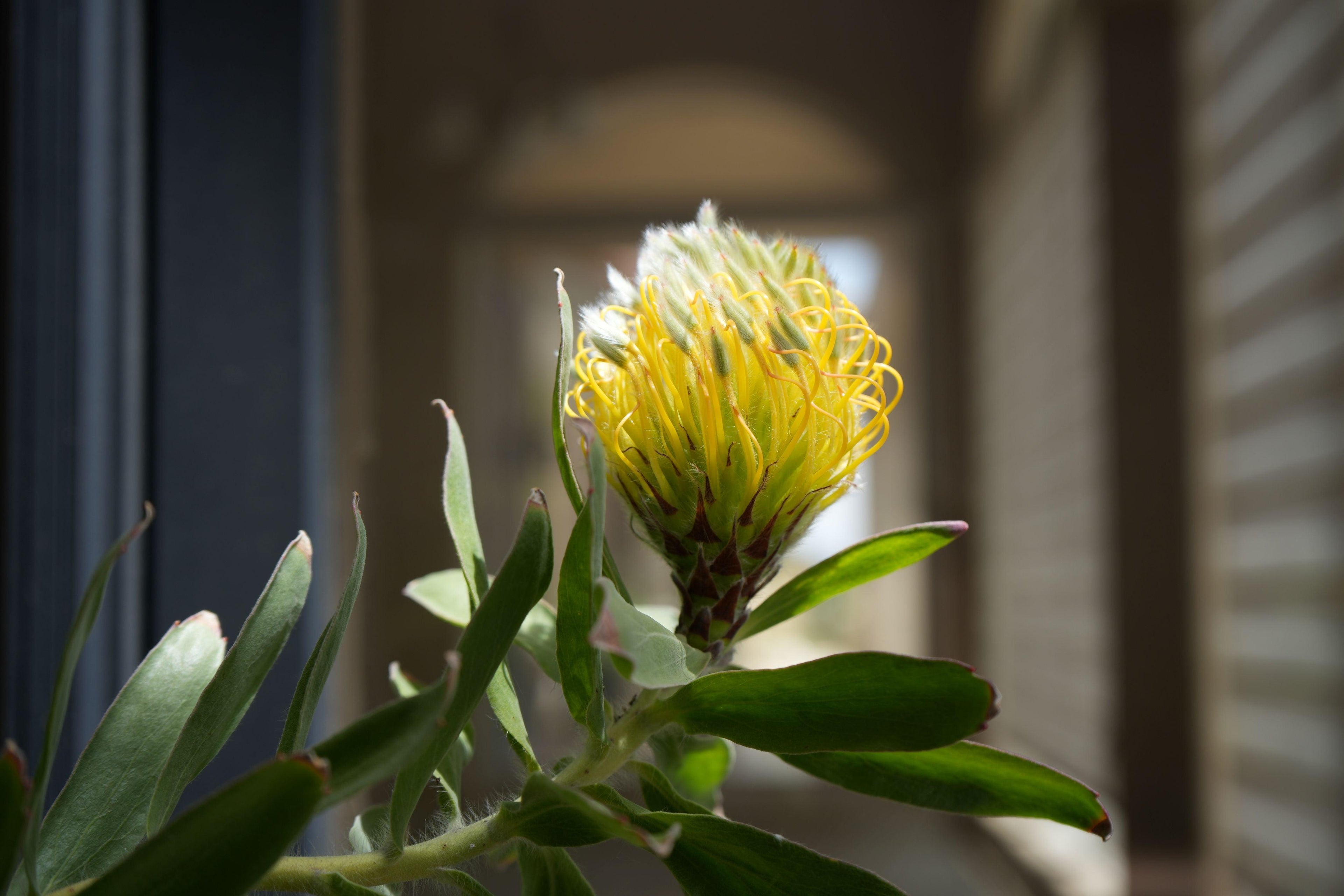 Close-up of yellow Leucospermum flower bud with green leaves in natural light.