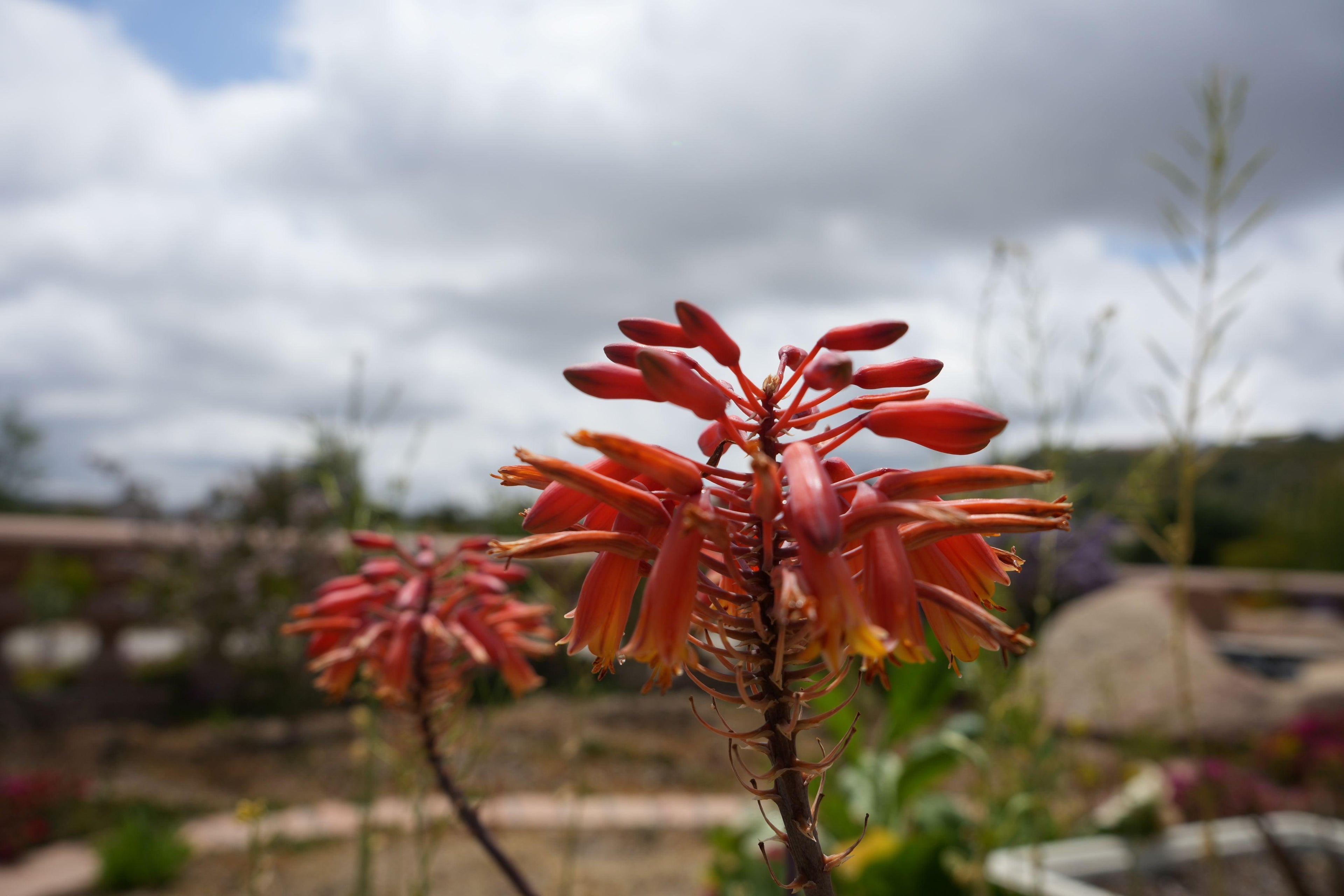 succulent with red flower Aloe 'Rooikappie'