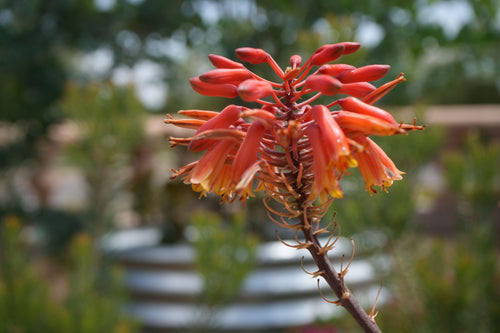 Close-up of Aloe Rooikappie succulent with orange tubular flowers outdoors