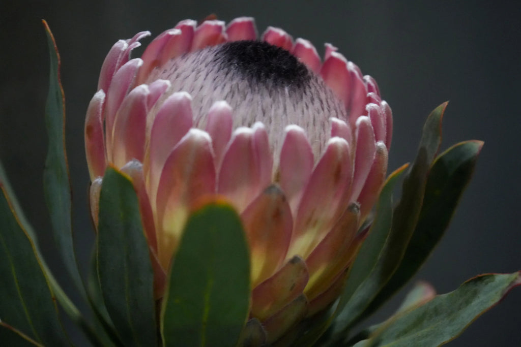 Close-up of Protea Susara flower with pink petals and green leaves