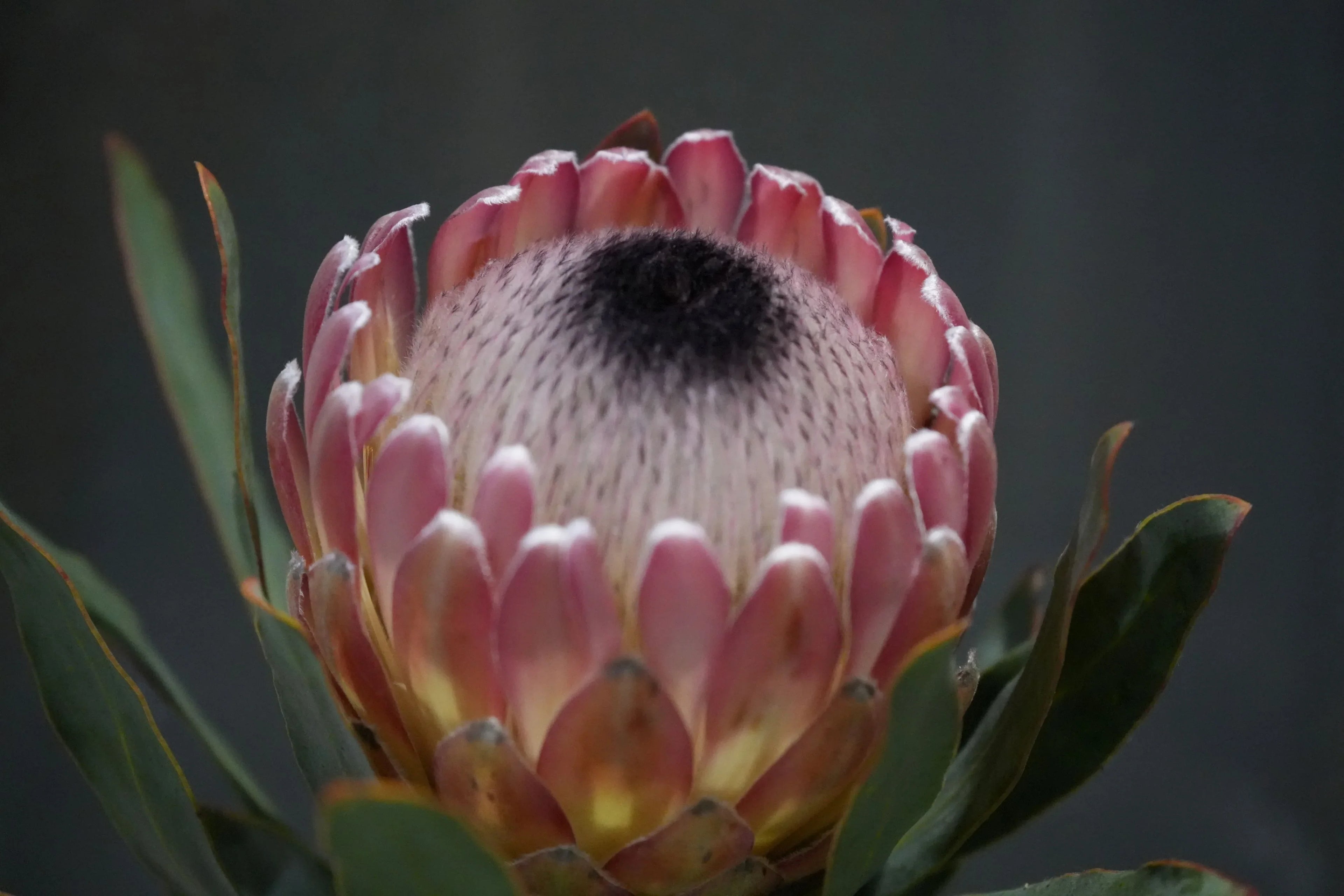 Close-up of blooming pink Protea Susara flower with green leaves