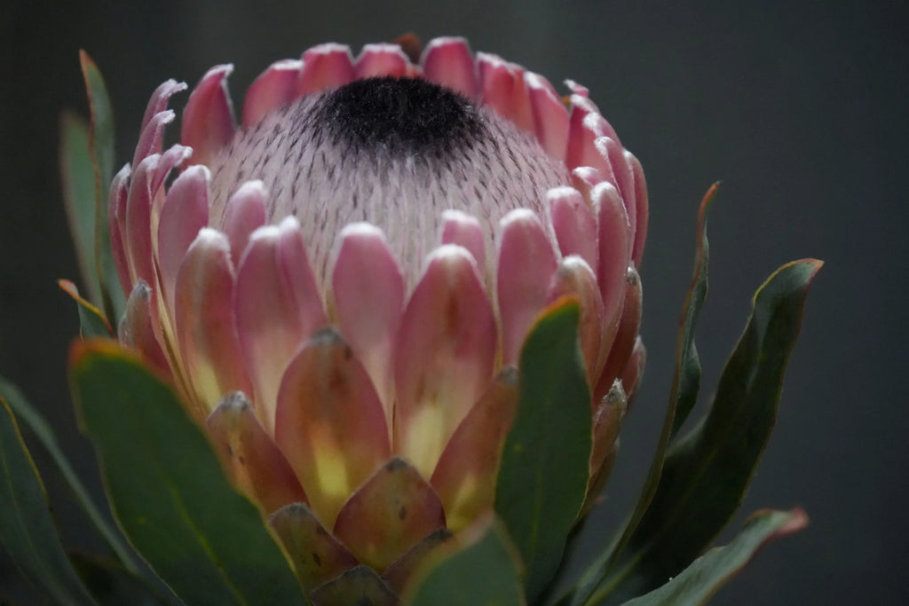 Close-up of Protea Susara flower with pink petals and green leaves