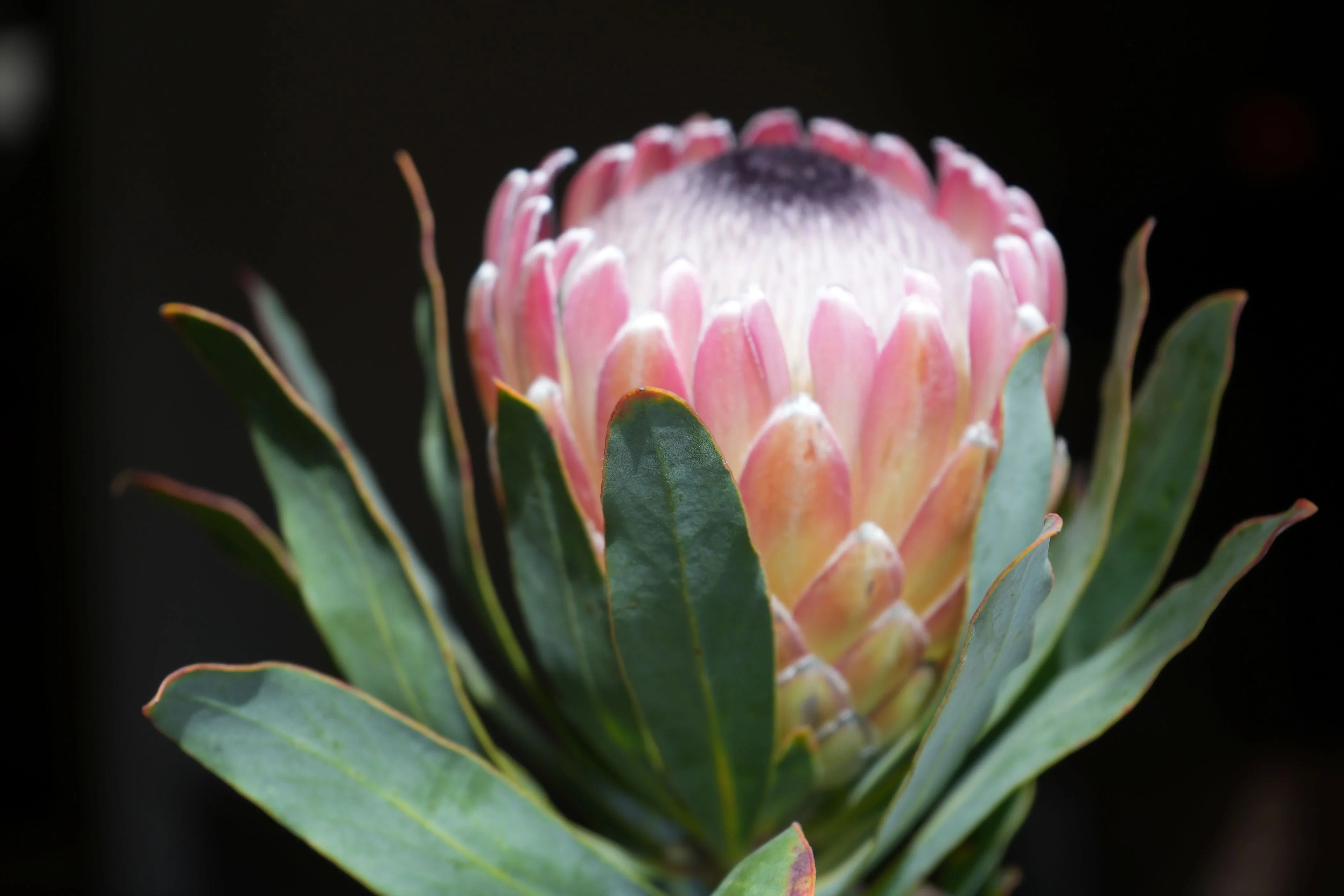 Close-up of blooming Protea Susara flower with pink petals and green leaves