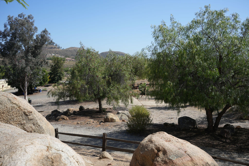 Peppercorn trees with green foliage in a sunny, rocky California landscape