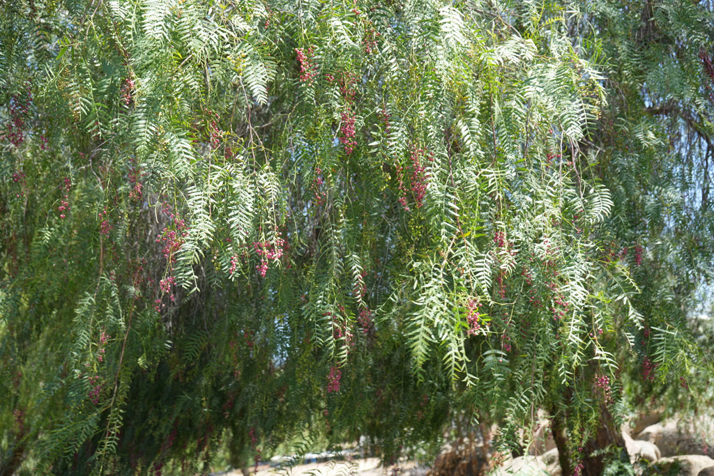 Peppercorn tree with long green leaves and clusters of pink peppercorns outdoors