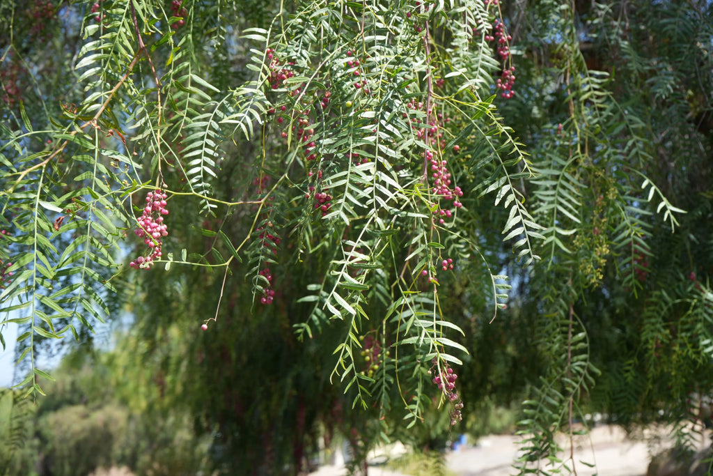 Close-up of peppercorn tree branches with green fern-like leaves and clusters of pink berries outdoors
