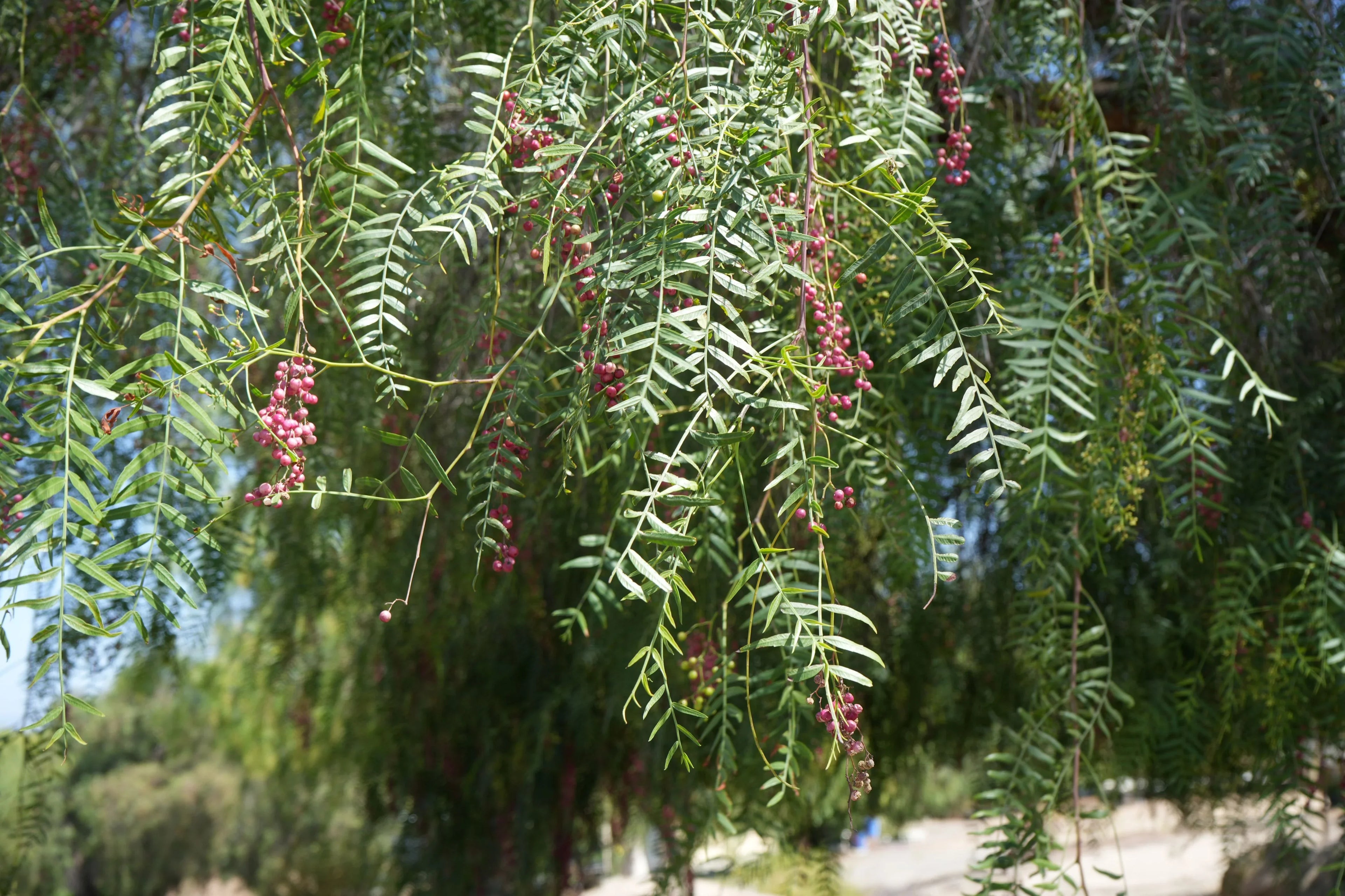 Close-up of peppercorn tree branches with green fern-like leaves and clusters of pink berries outdoors