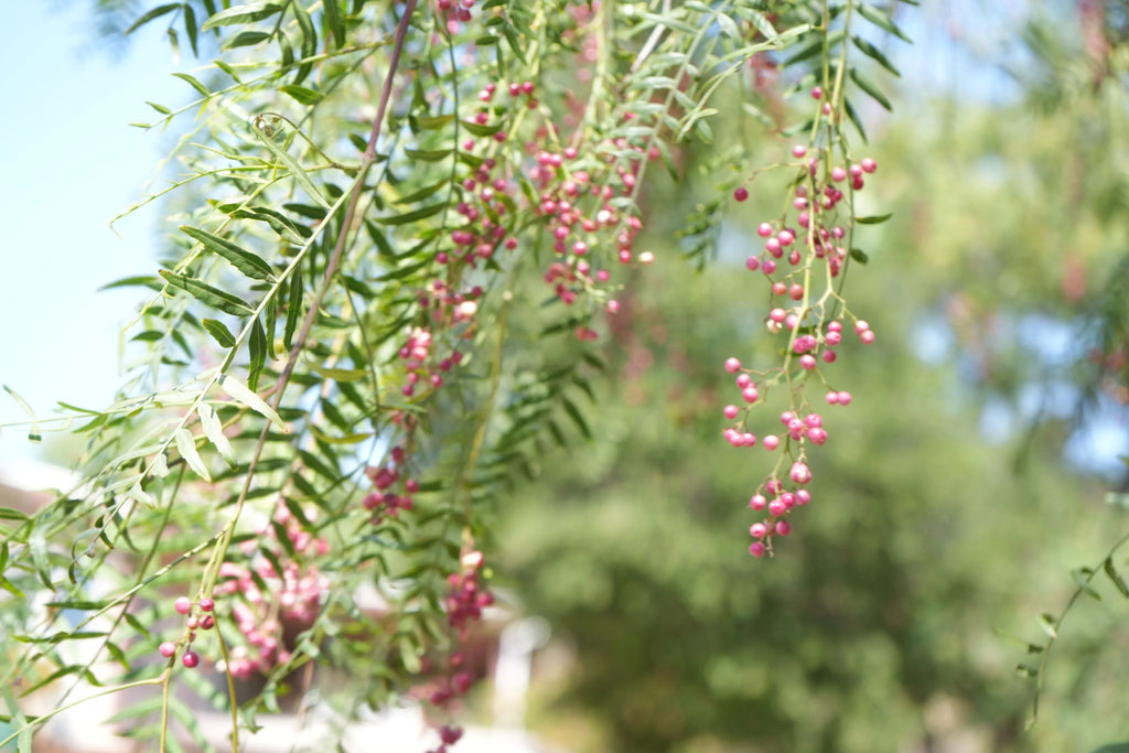 Peppercorn tree branches with pink berries and feathery green leaves outdoors