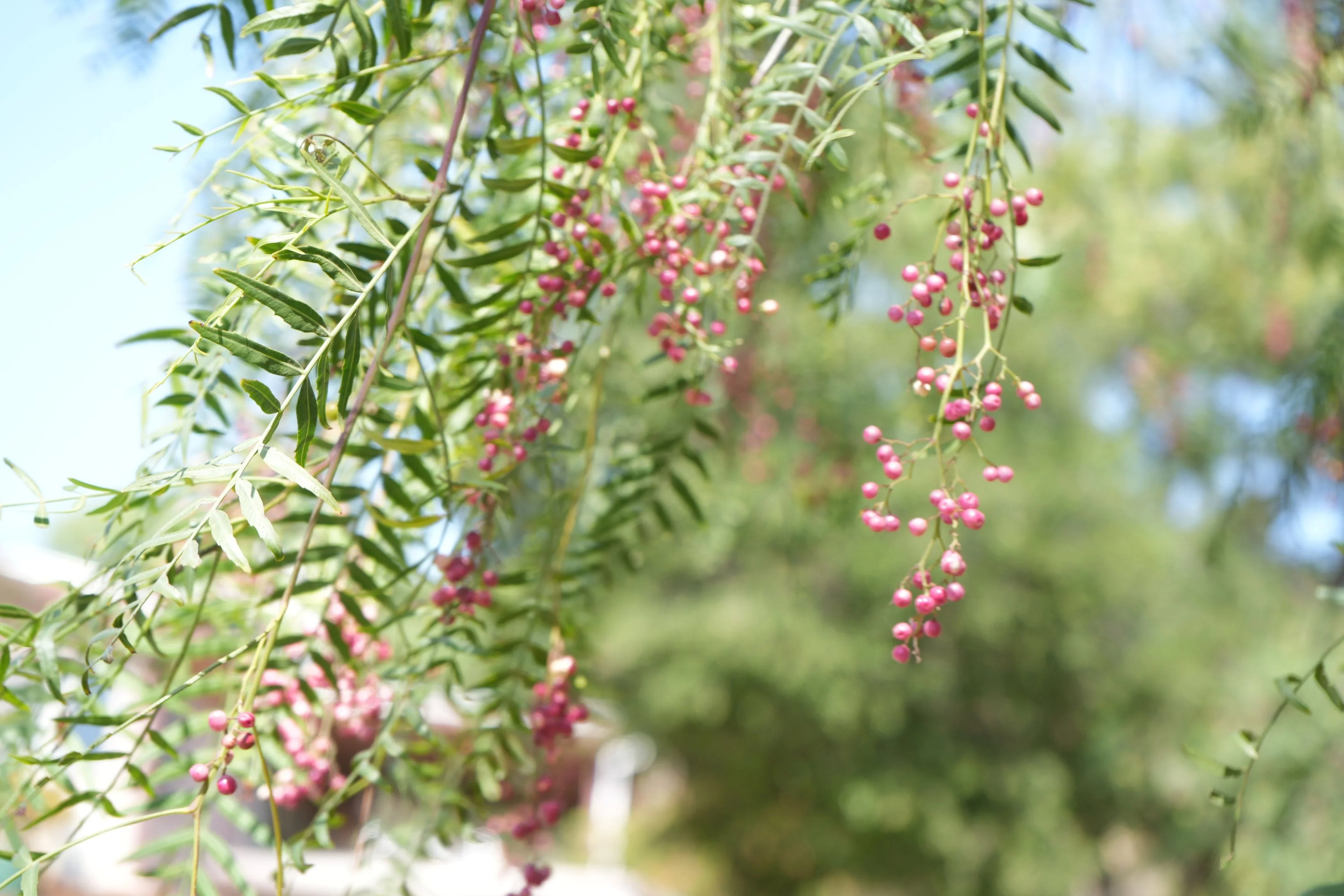 Peppercorn tree branches with pink berries and feathery green leaves outdoors