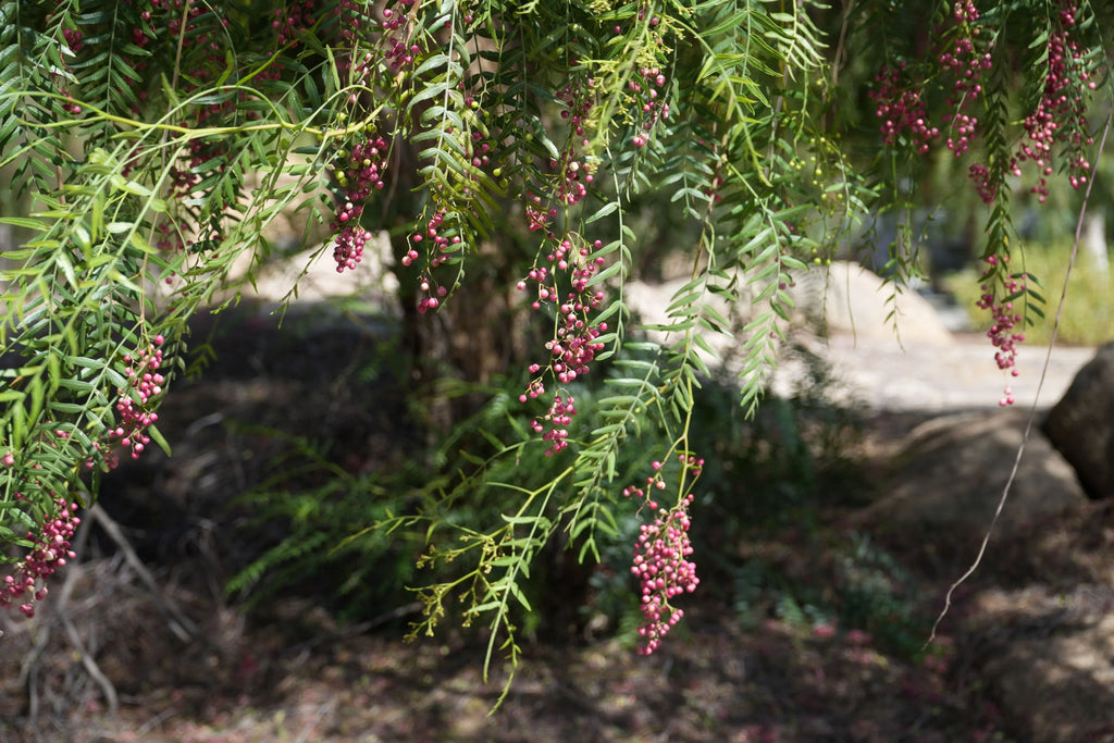 Peppercorn tree branches with pink berries and feathery green leaves outdoors