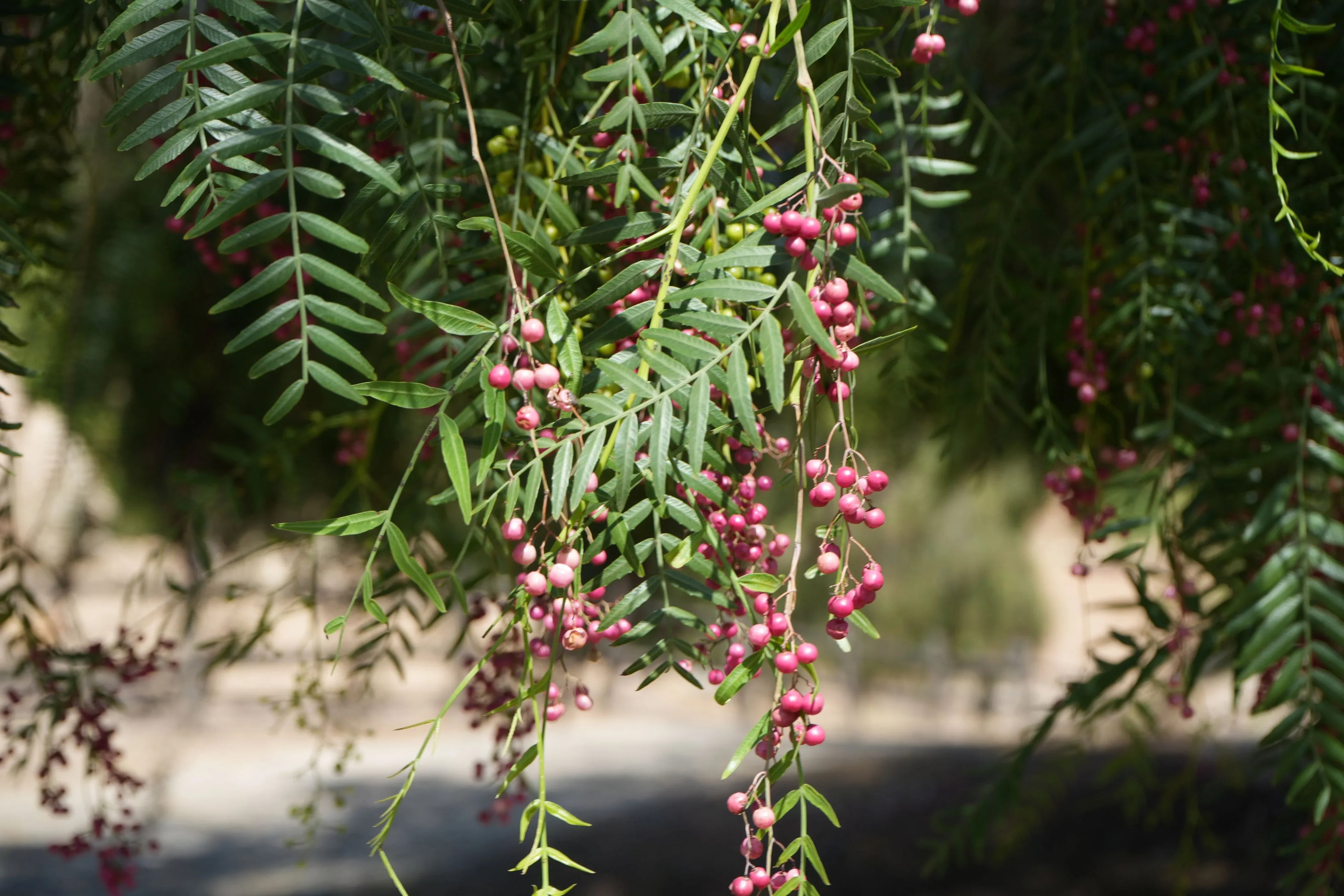 Pink peppercorn tree branches with clusters of pink berries and long green leaves outdoors
