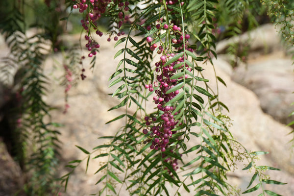 California Pepper Tree: Iconic Weeping Canopy with Rustic Charm – Bonte ...