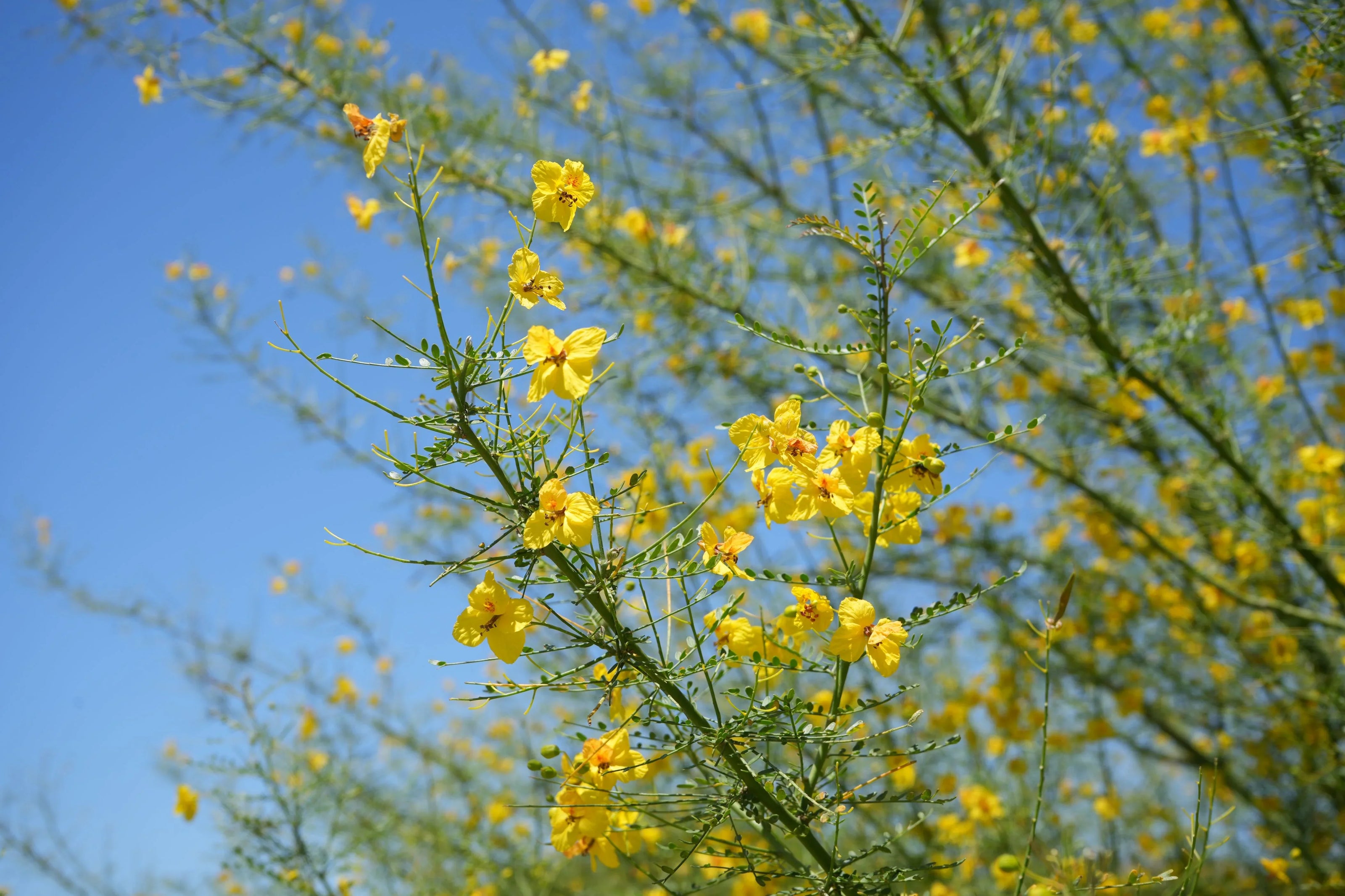 Blue Palo Verde tree with bright yellow flowers and green stems against a clear blue sky