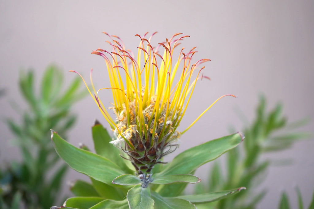 Leucospermum gueinzii flower with vibrant yellow-orange pincushion petals and green leaves