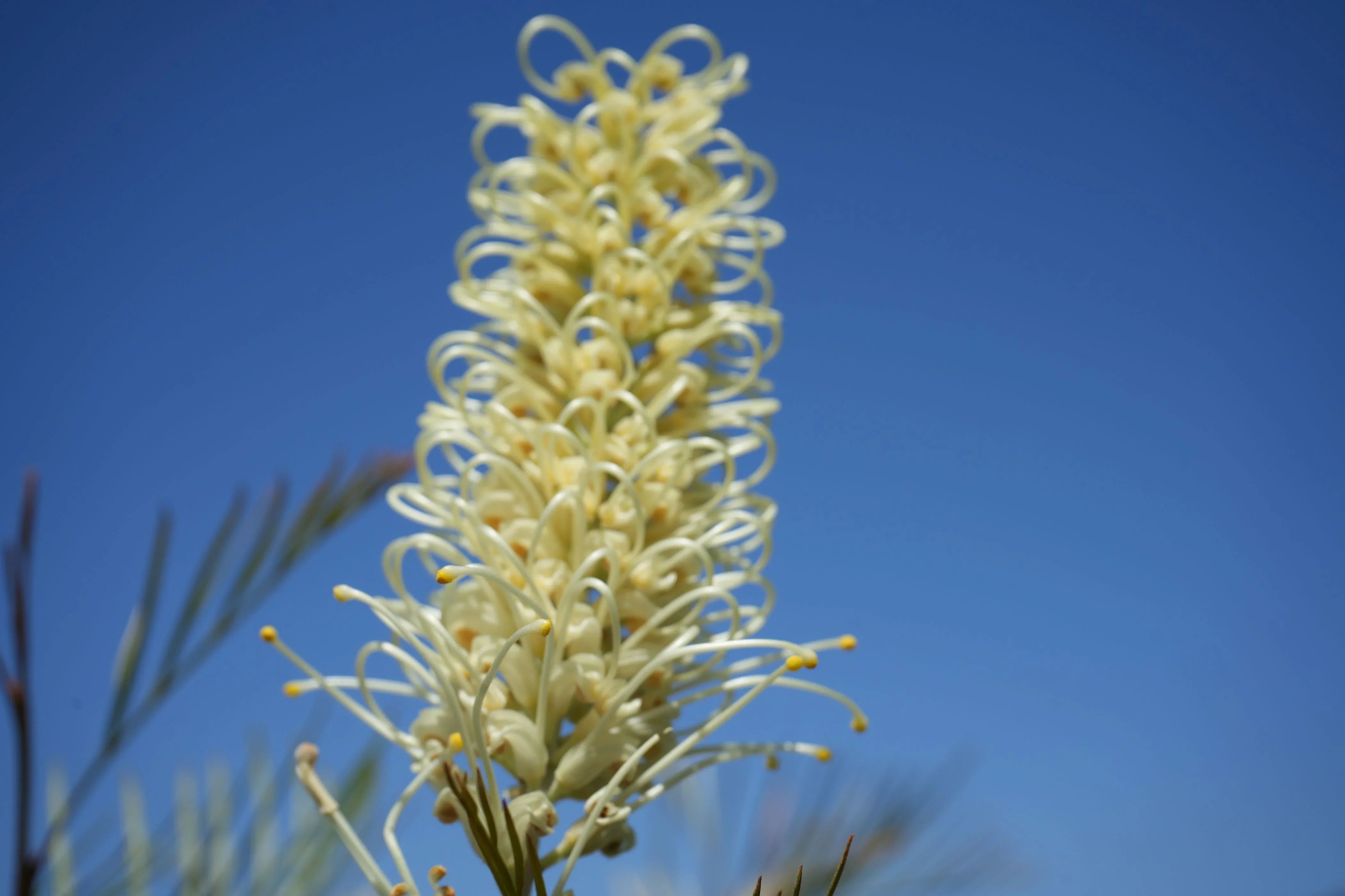 Grevillea 'Moonlight': Ivory Flowering Grevillea – Bonte Farm