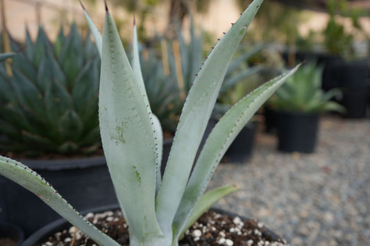 Agave franzosinii: The Majestic Giant of Arid Landscapes