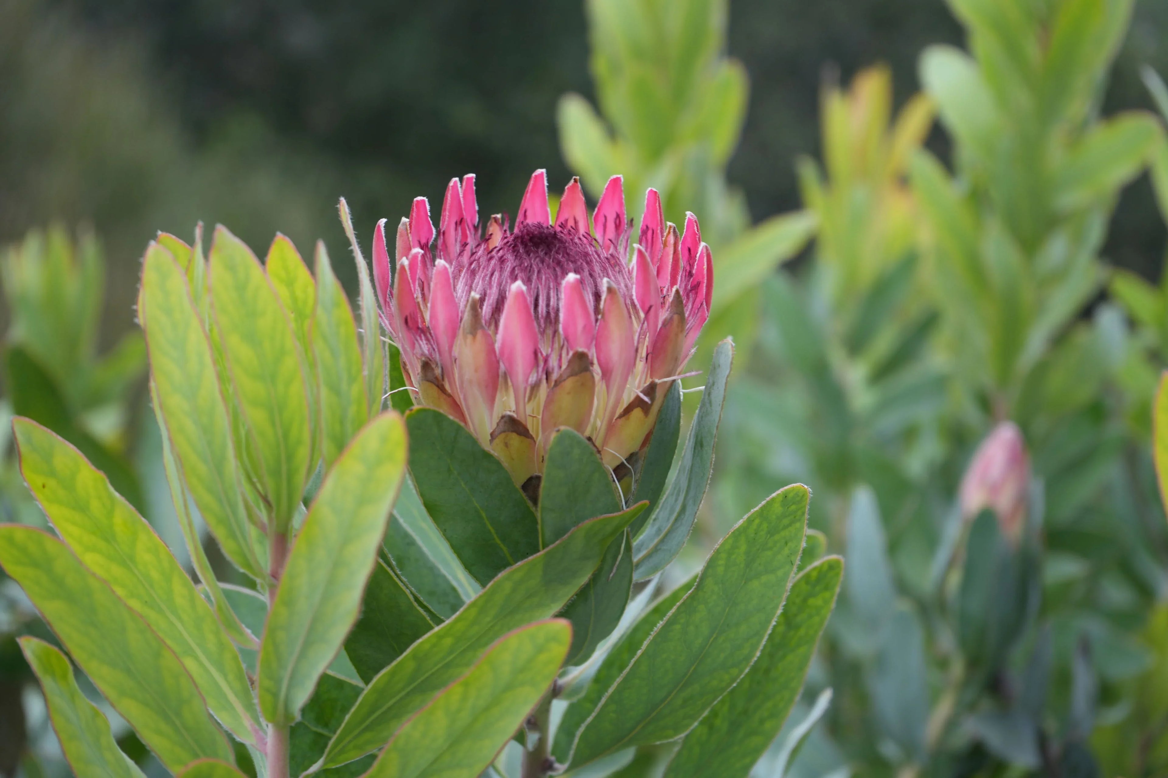 Protea eximia flower with pink petals and green leaves in a garden setting