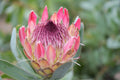 Close-up of pink Protea Eximia flower with fuzzy center and green leaves outdoors