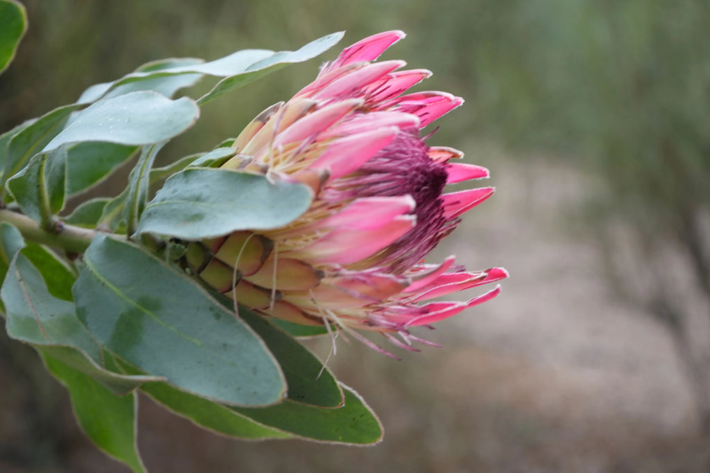 Close-up of pink Protea eximia flower with green leaves against blurred outdoor background