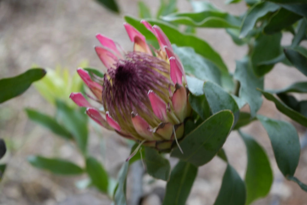 Protea eximia flower with pink petals and green leaves in a garden setting