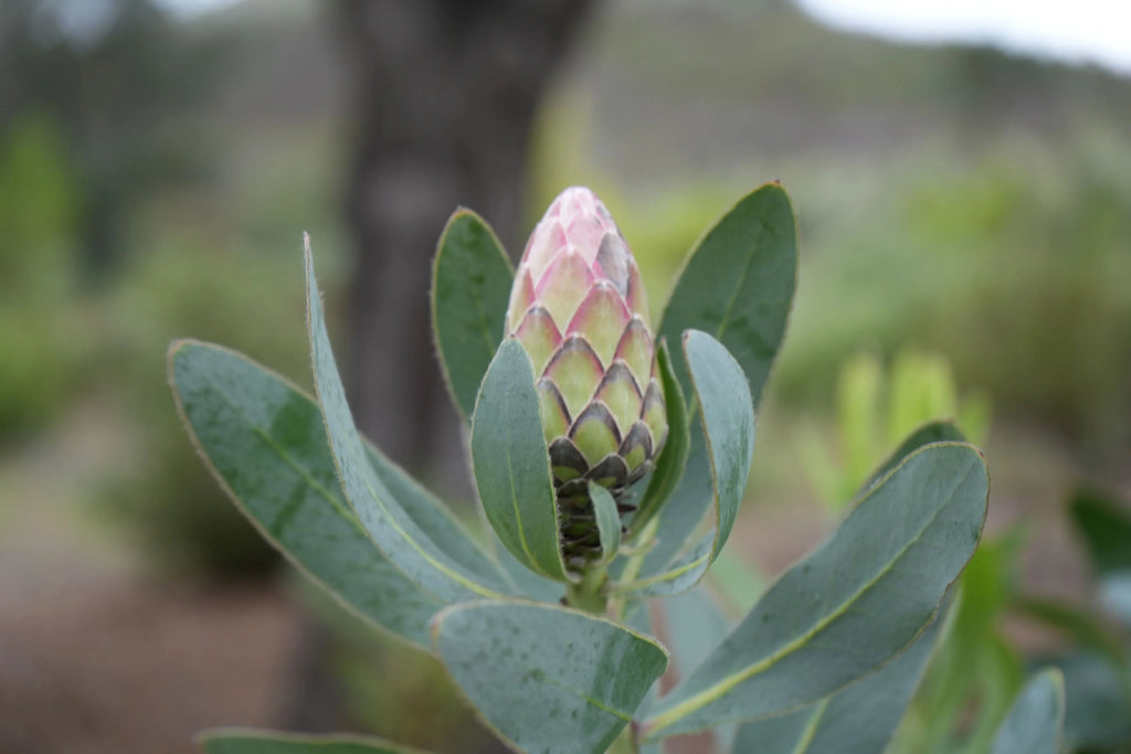 Protea Eximia bud with green leaves in a natural outdoor setting