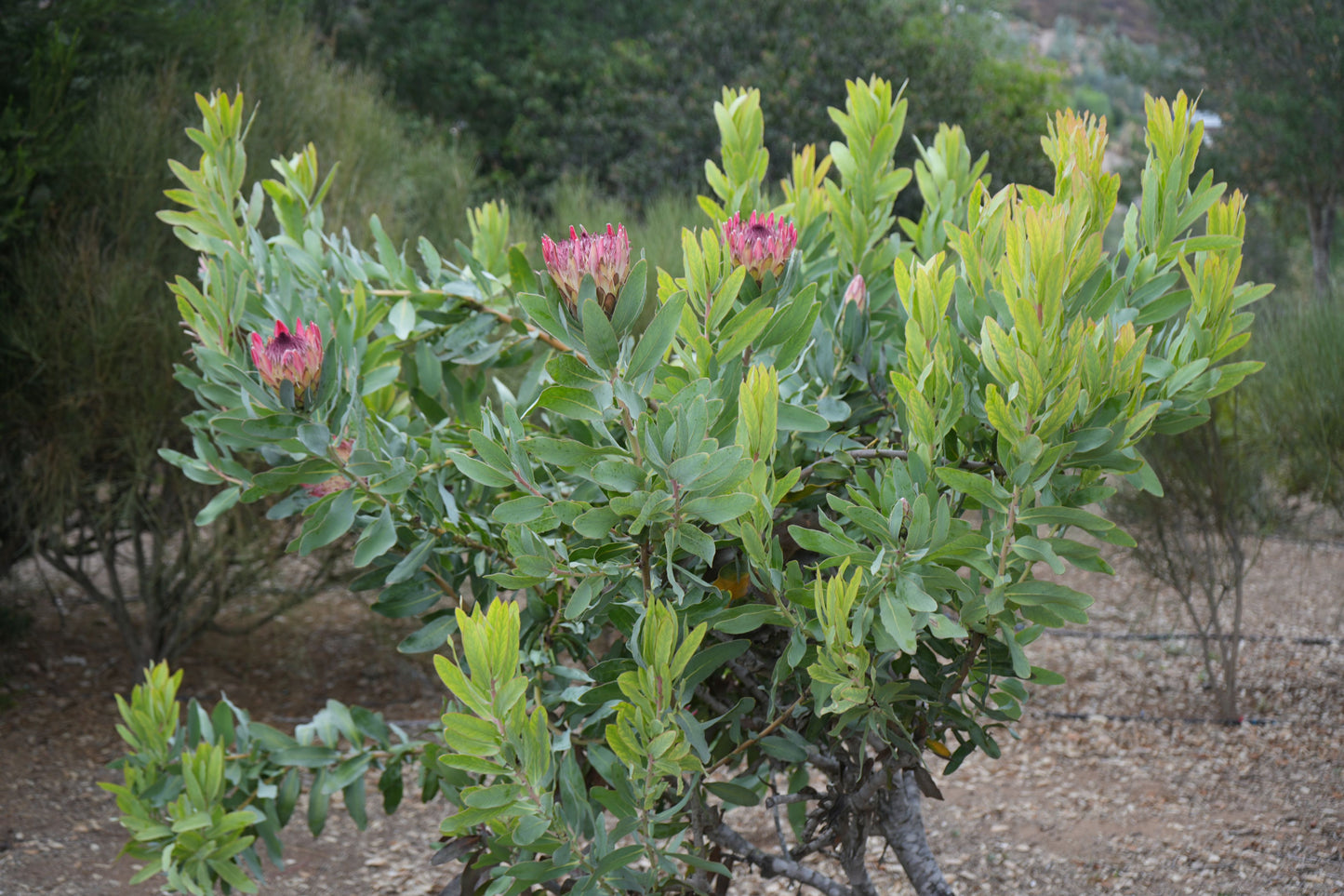 Protea Eximia: A Majestic Emblem of South Africa, Showy Pink Cream Flowers