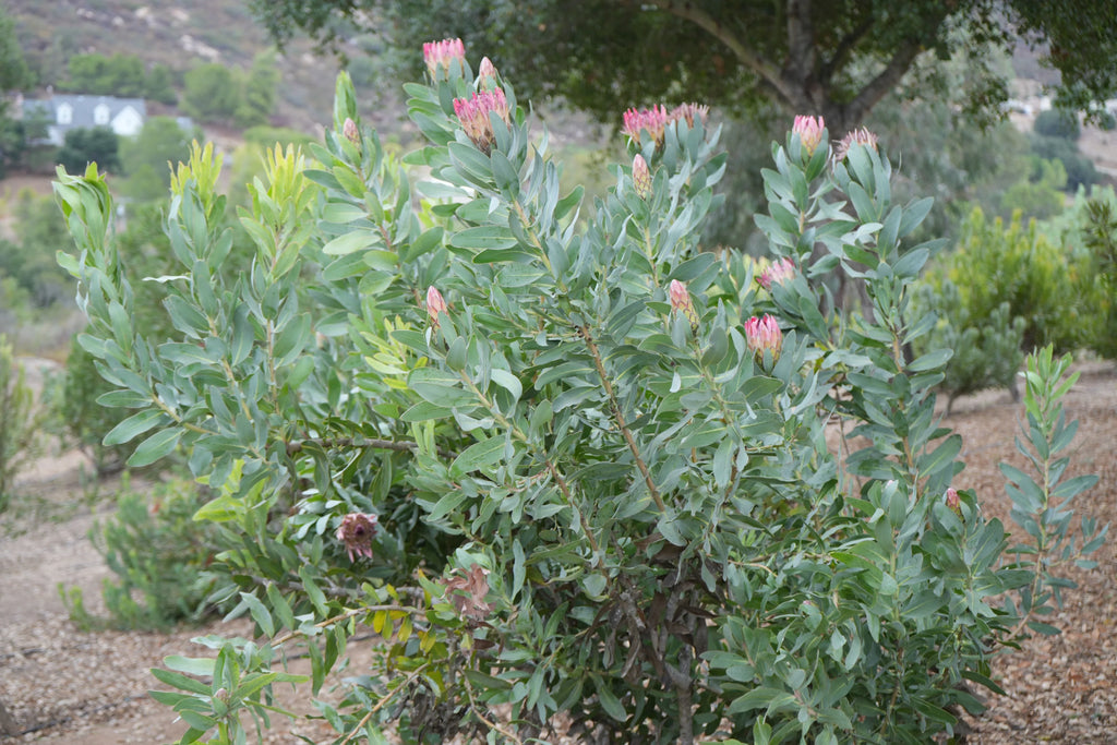 Protea eximia shrub with pink flower buds in a natural outdoor garden setting