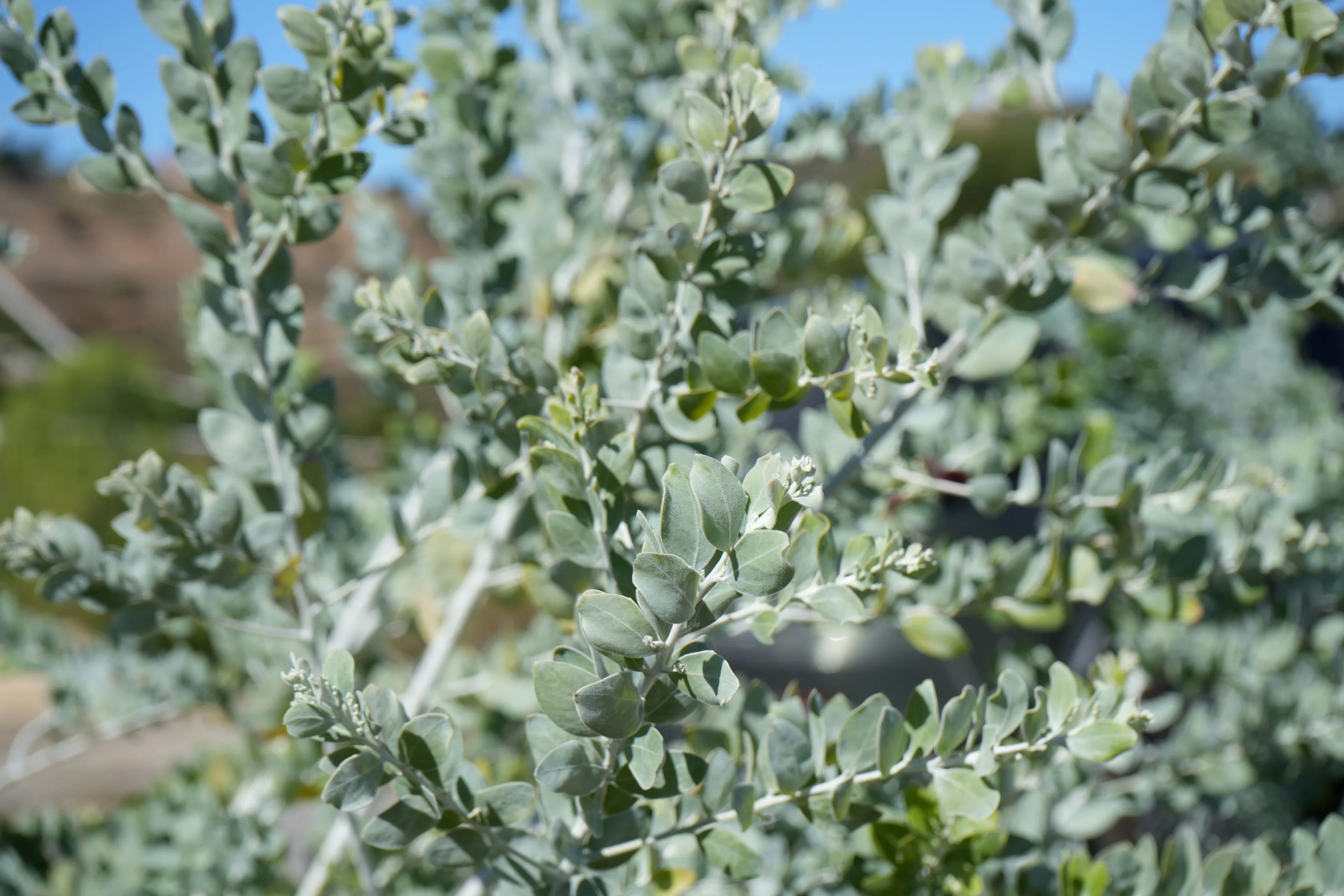 Close-up of Acacia podalyrifolia shrub with silvery blue-green foliage outdoors