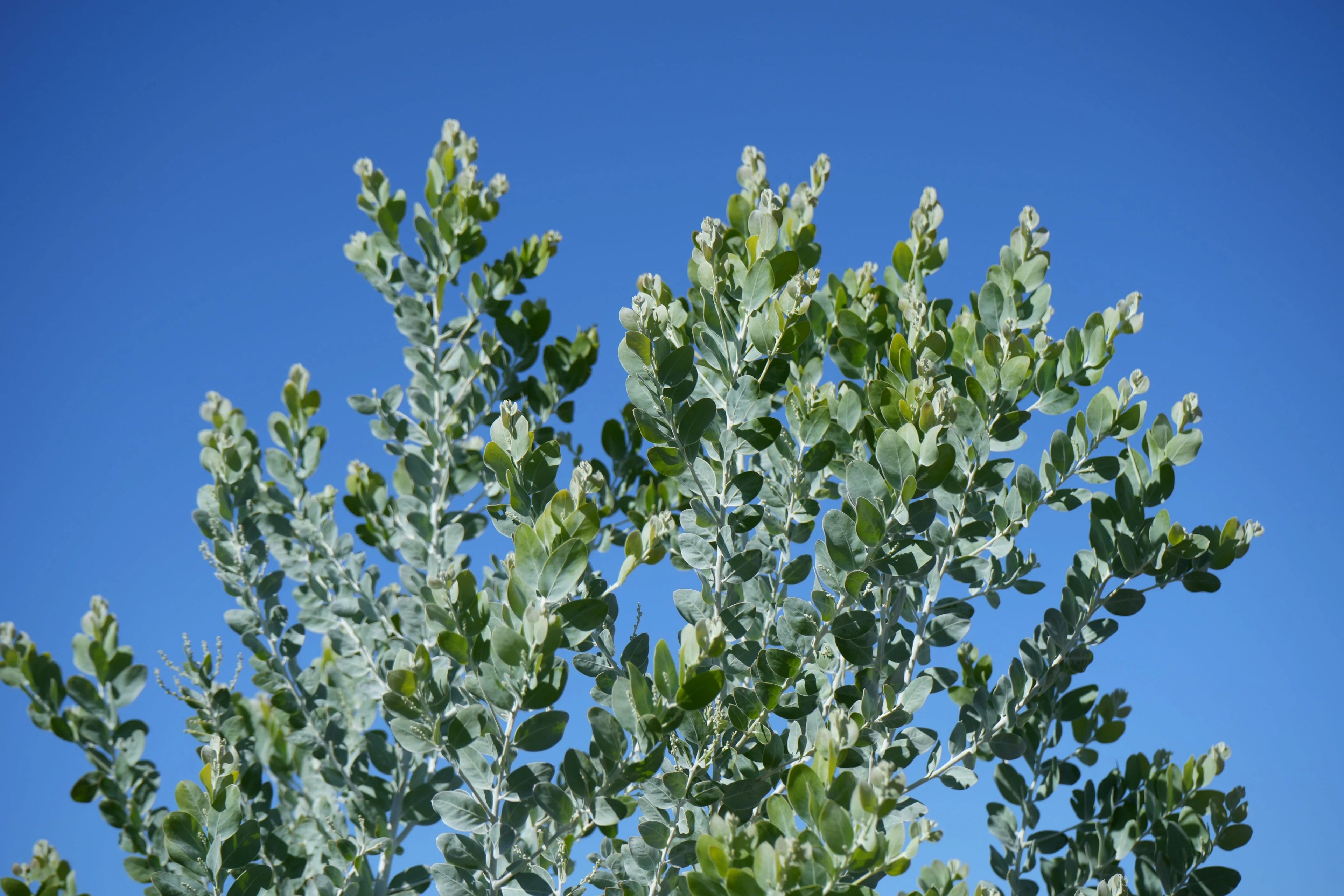 Acacia podalyrifolia silver wattle foliage against a clear blue sky