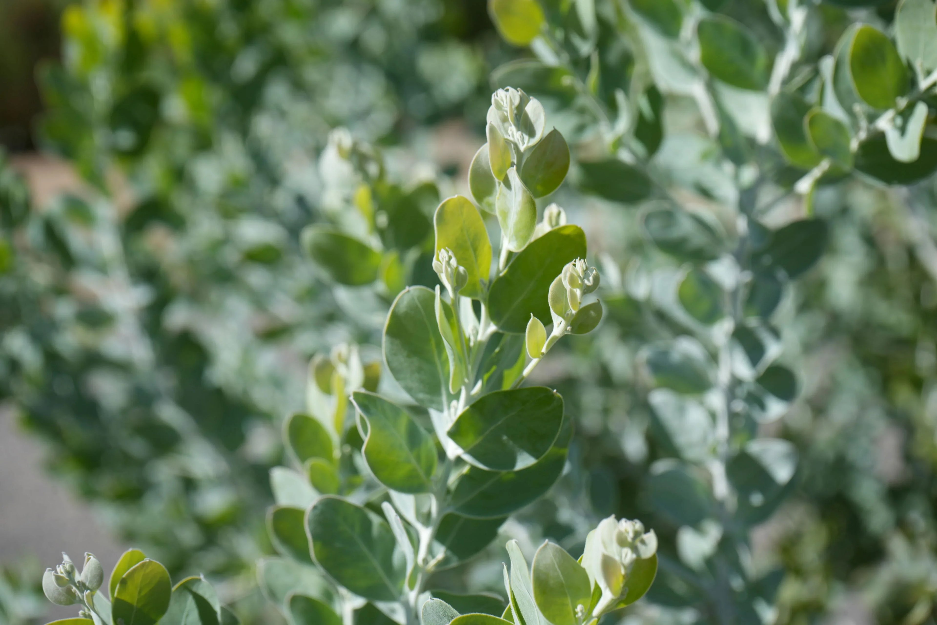Close-up of Acacia podalyrifolia with silvery-green oval leaves outdoors.