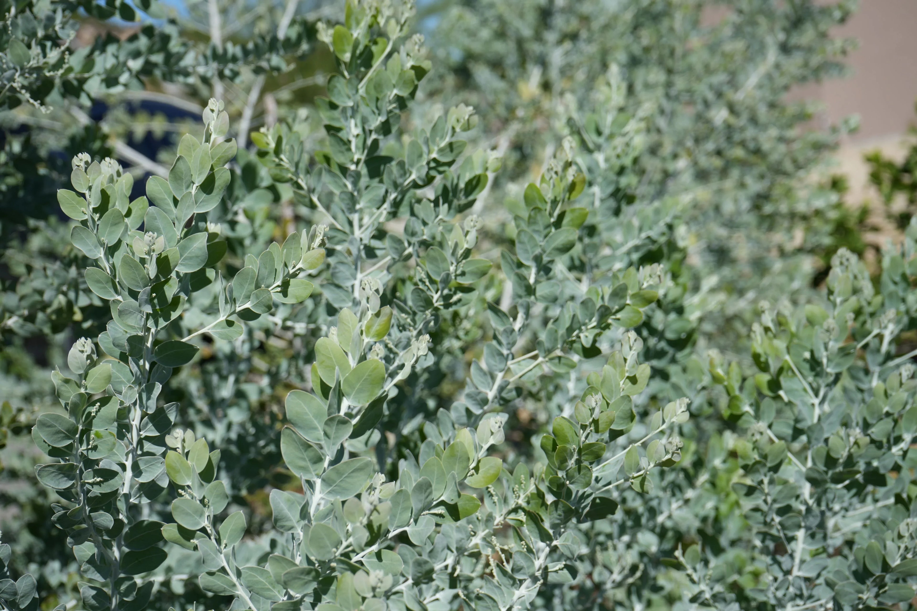 Acacia podalyrifolia shrub with silvery-green oval leaves in sunlight