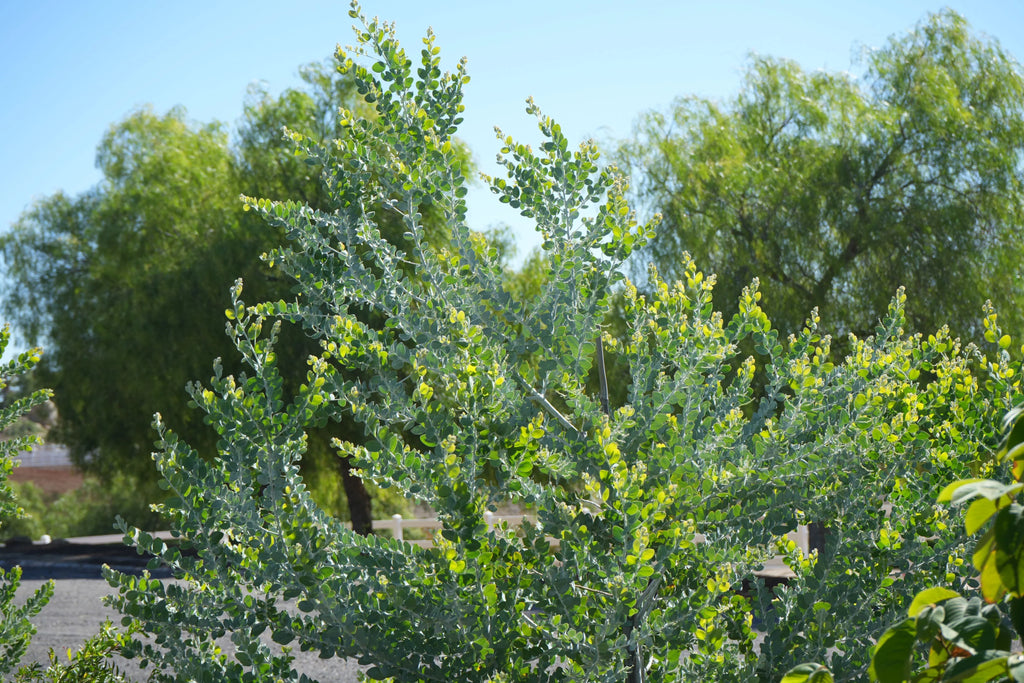 Acacia podalyriifolia shrub with silvery green leaves outdoors in sunlight