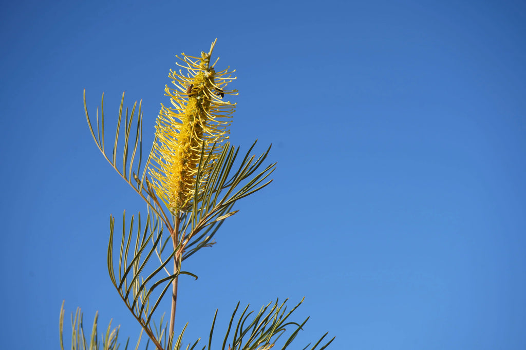 Grevillea Sandra Gordon yellow flower spike and foliage against clear blue sky