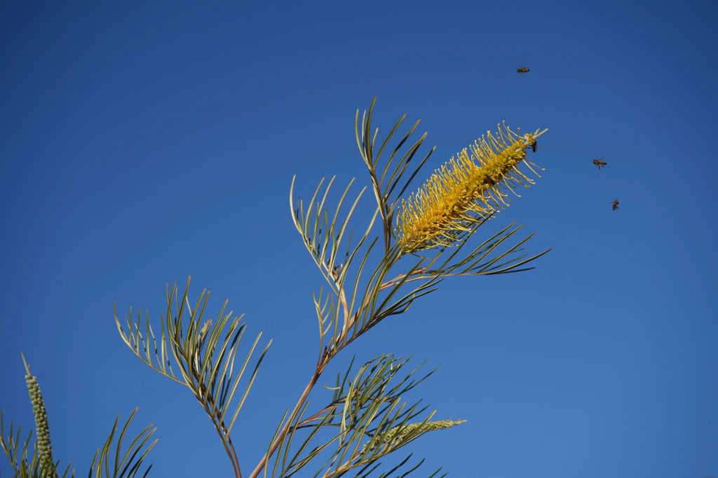 Grevillea Sandra Gordon yellow flower bloom and bees against a clear blue sky