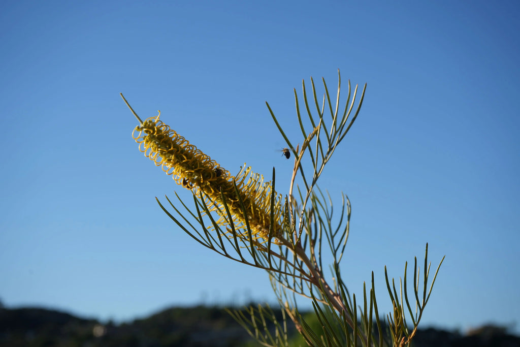 Grevillea Sandra Gordon yellow flower spike with bee outdoors against blue sky