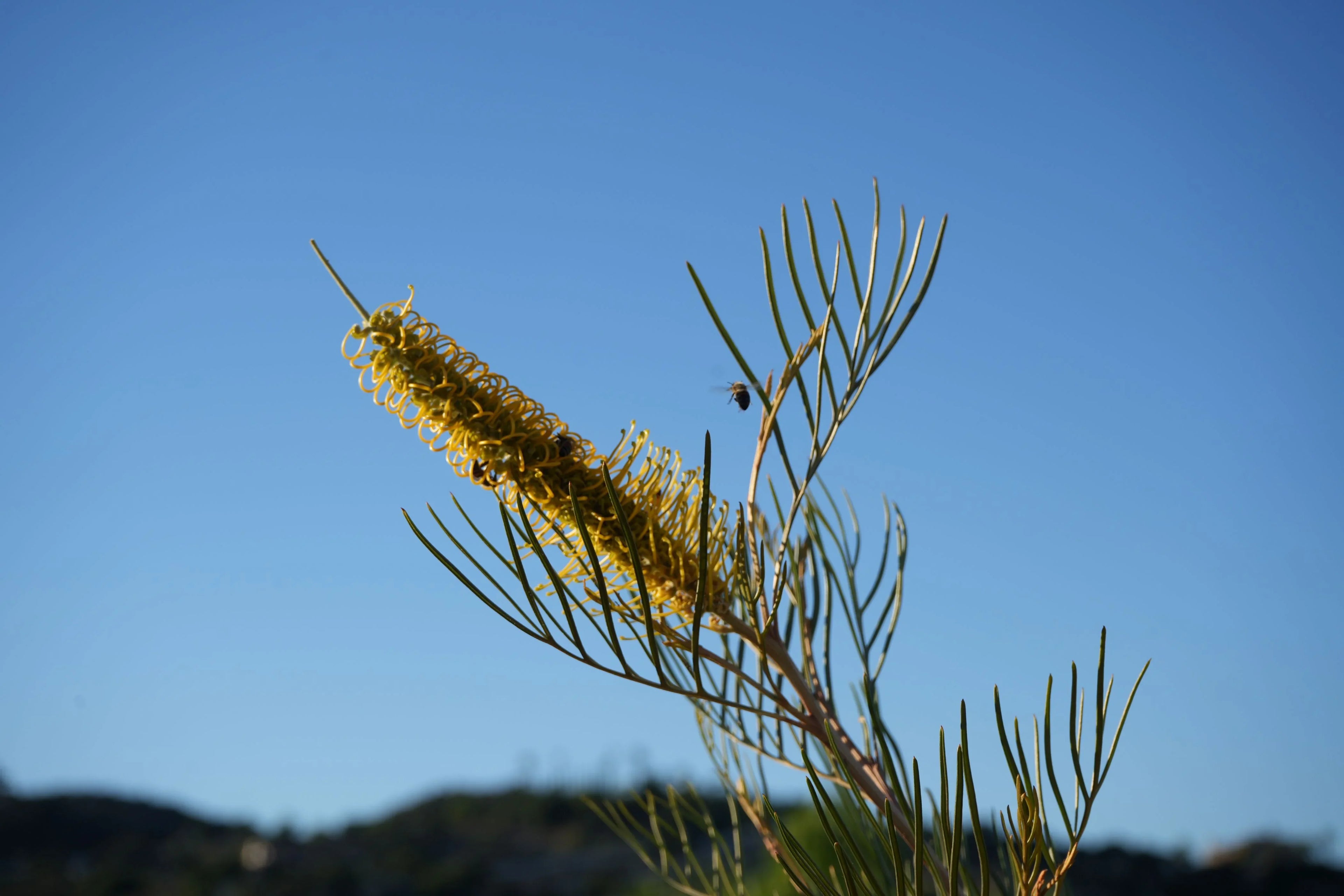 Grevillea Sandra Gordon yellow flower spike with bee outdoors against blue sky