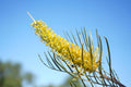 Yellow Grevillea Sandra Gordon flower cluster with spiky green leaves against blue sky