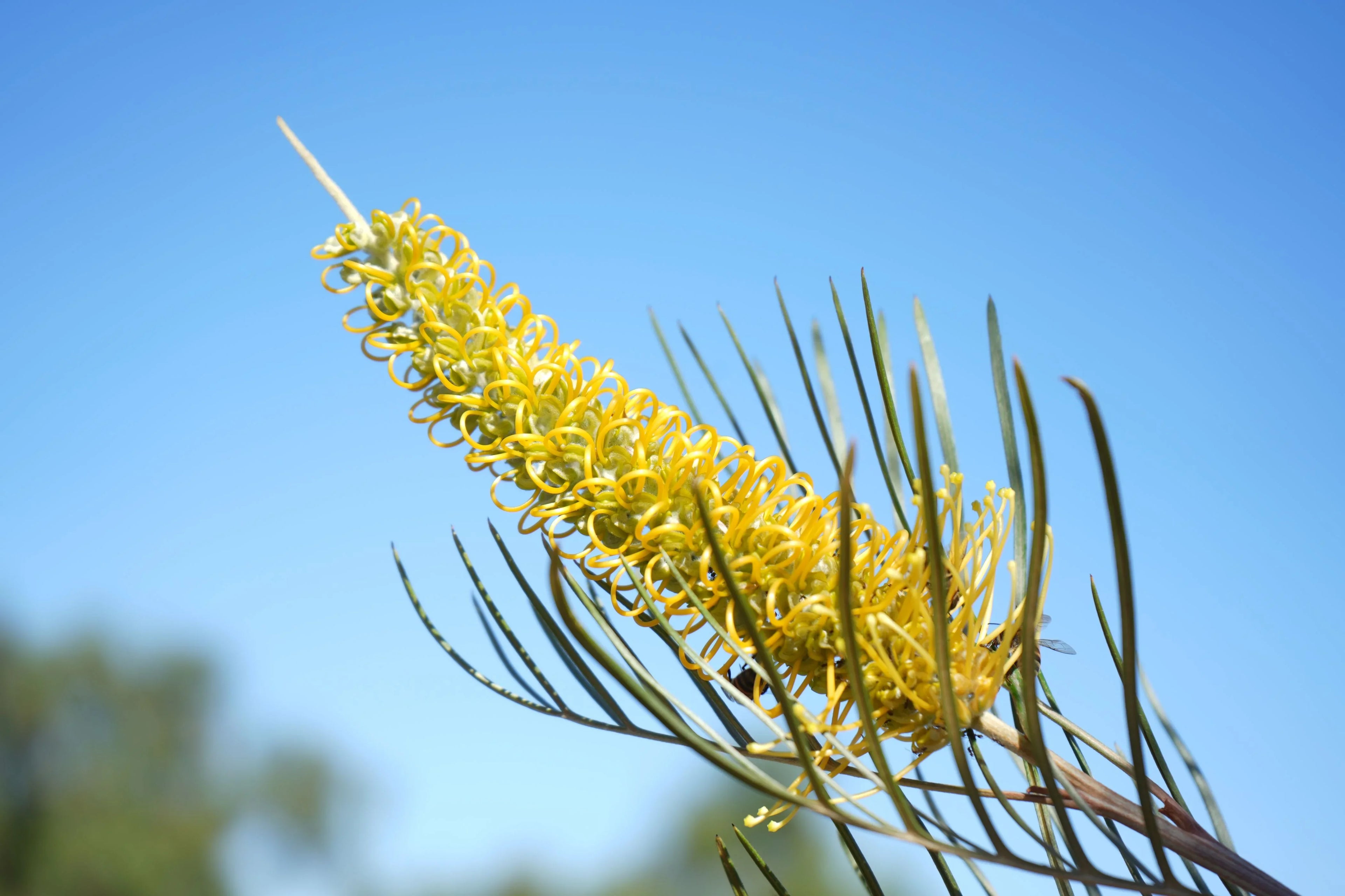 Yellow Grevillea Sandra Gordon flower cluster with spiky green leaves against blue sky