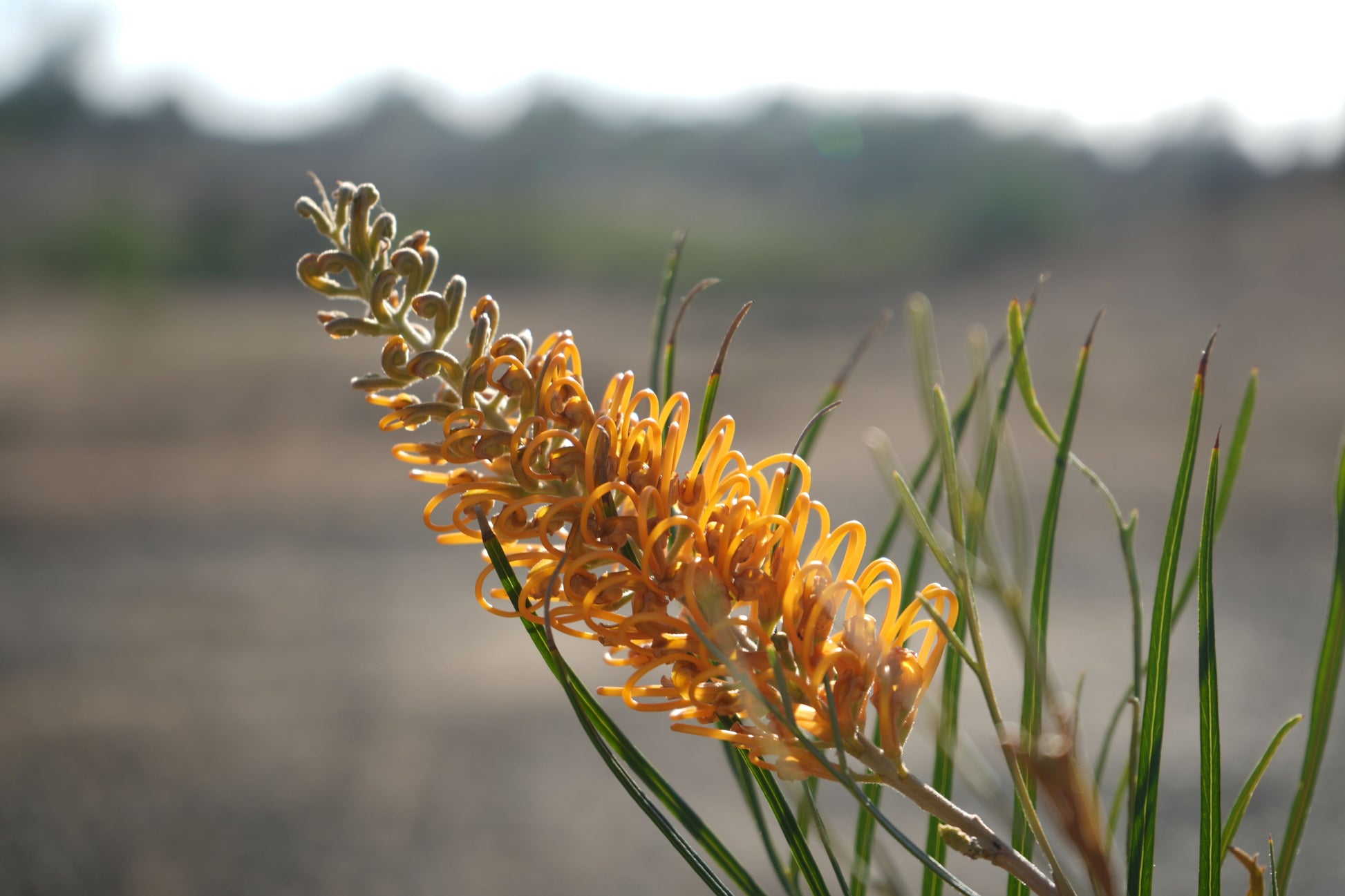 Close-up of Grevillea Honey Gem orange flower cluster with green needle-like leaves in natural outdoor setting