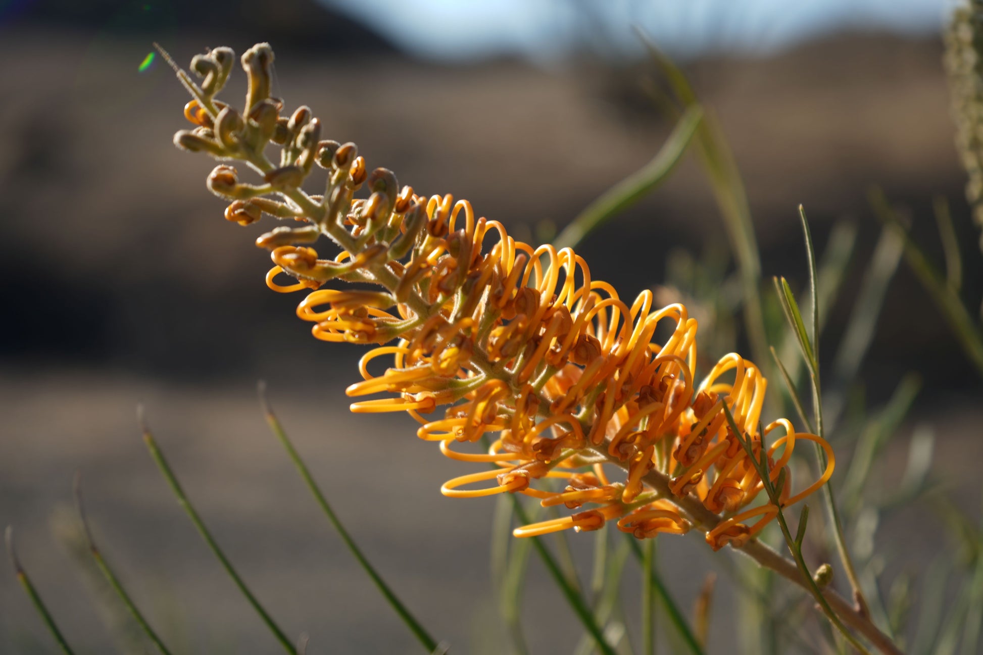 Close-up of a Grevillea Honey Gem flower with bright orange curled petals in natural outdoor setting