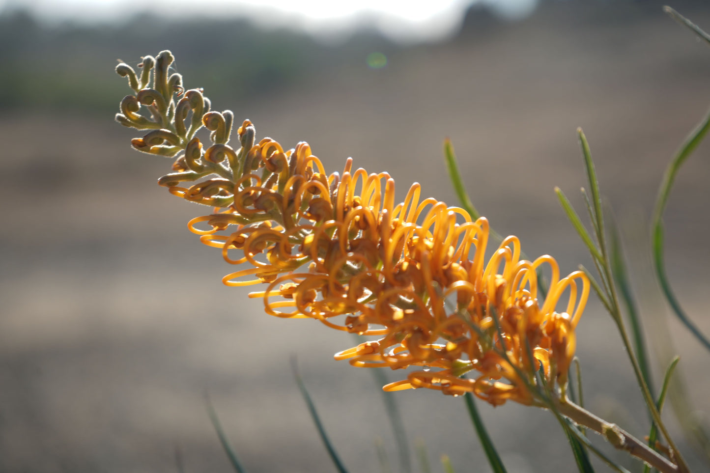 Close-up of Grevillea Honey Gem orange flower with curly petals in natural outdoor setting