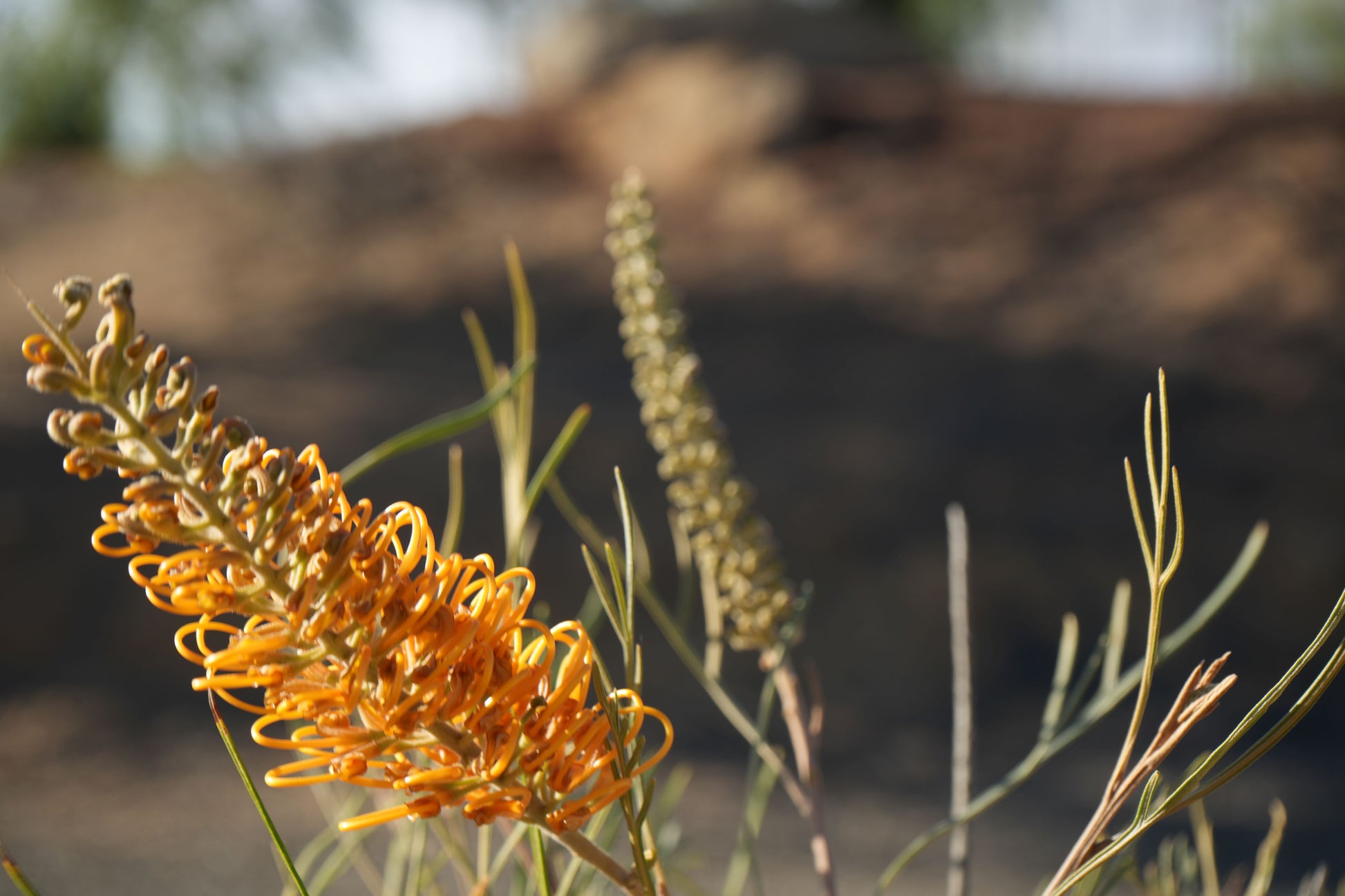 Close-up of orange Grevillea Honey Gem flowers with narrow green leaves in natural outdoor setting